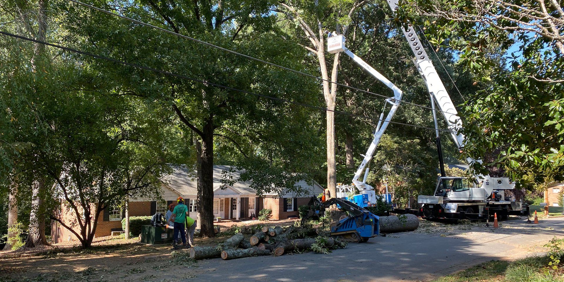 Tree Removal Companies