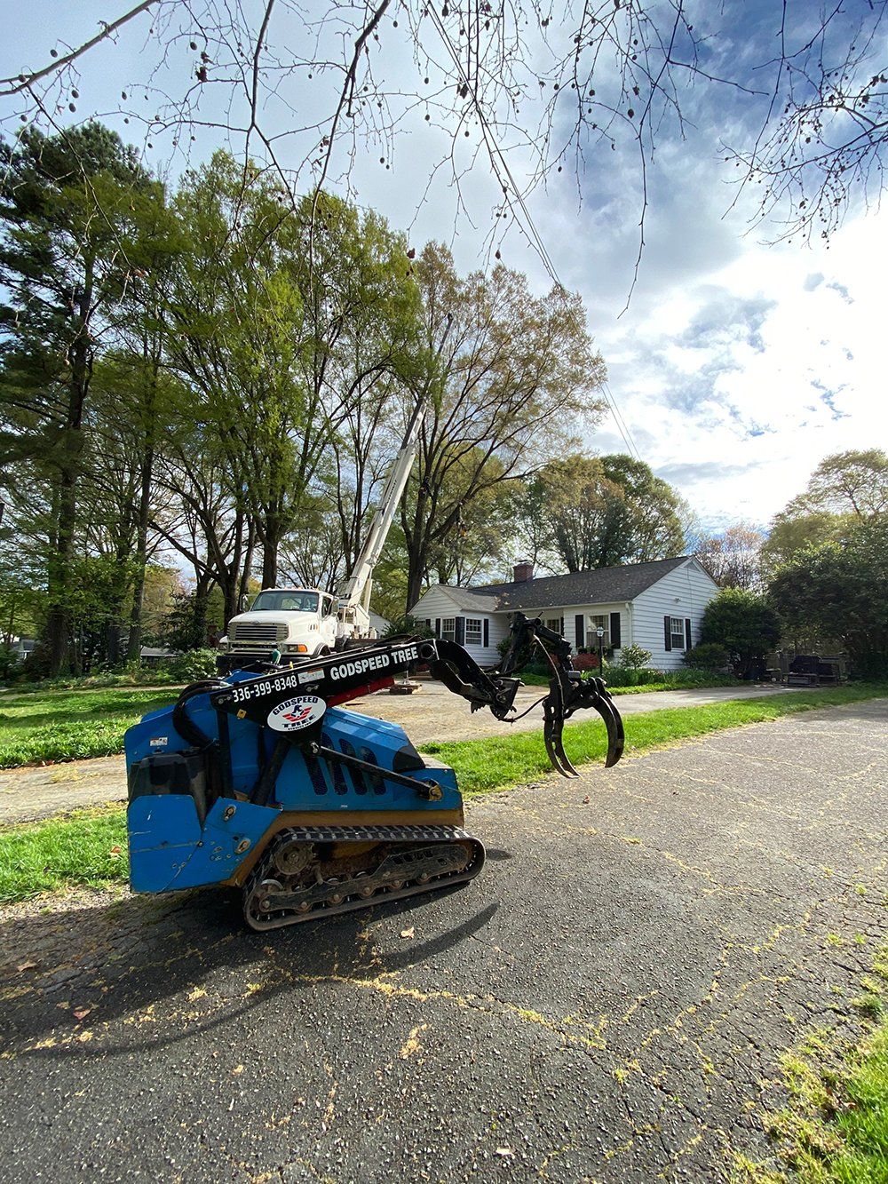 Evaluating Local Tree Trimming Services: Options and Criteria