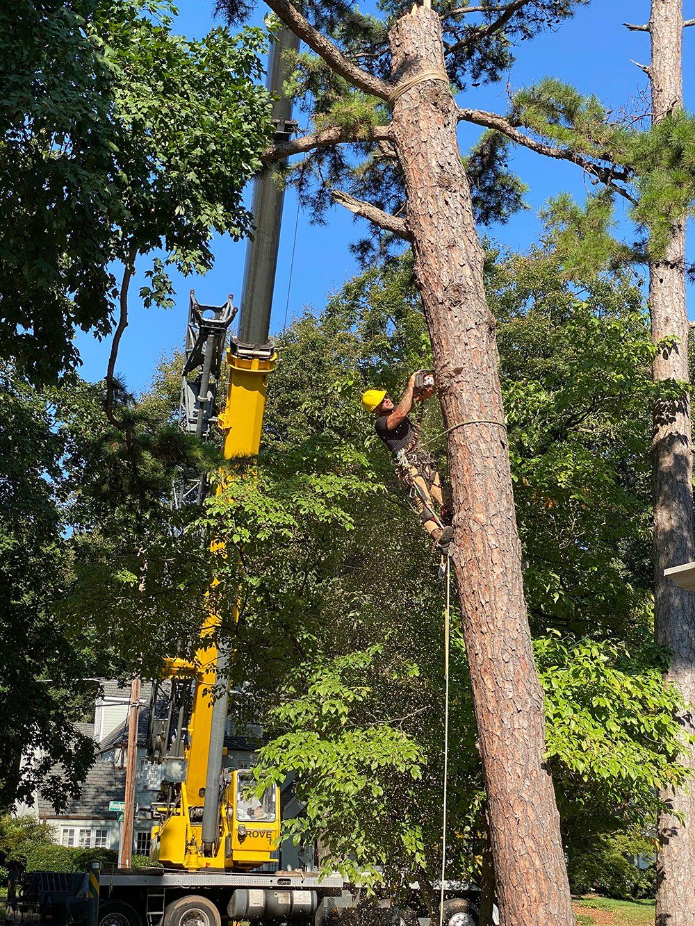 tree-trimming-companies-winston-salem-nc