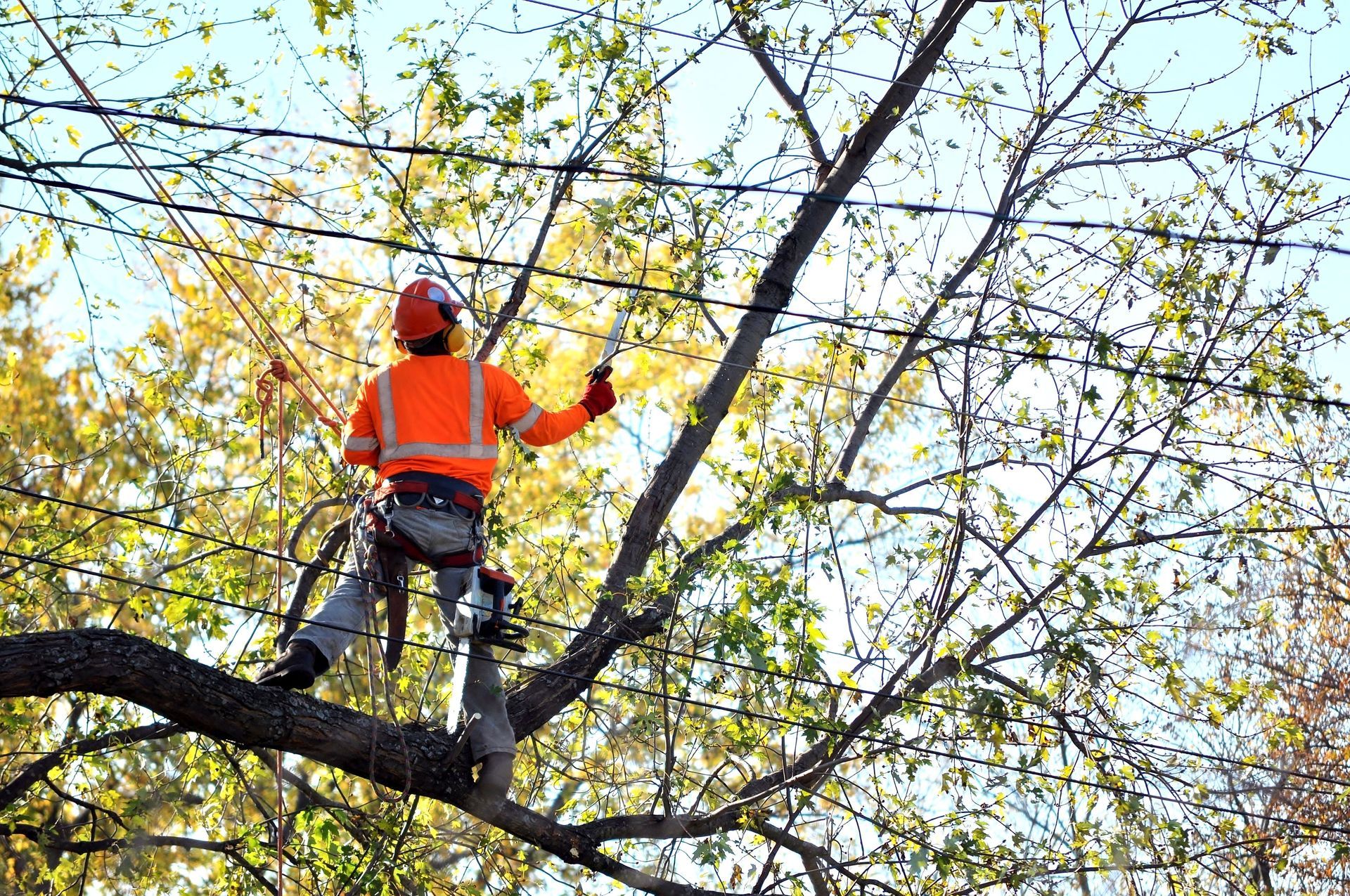 tree trimming