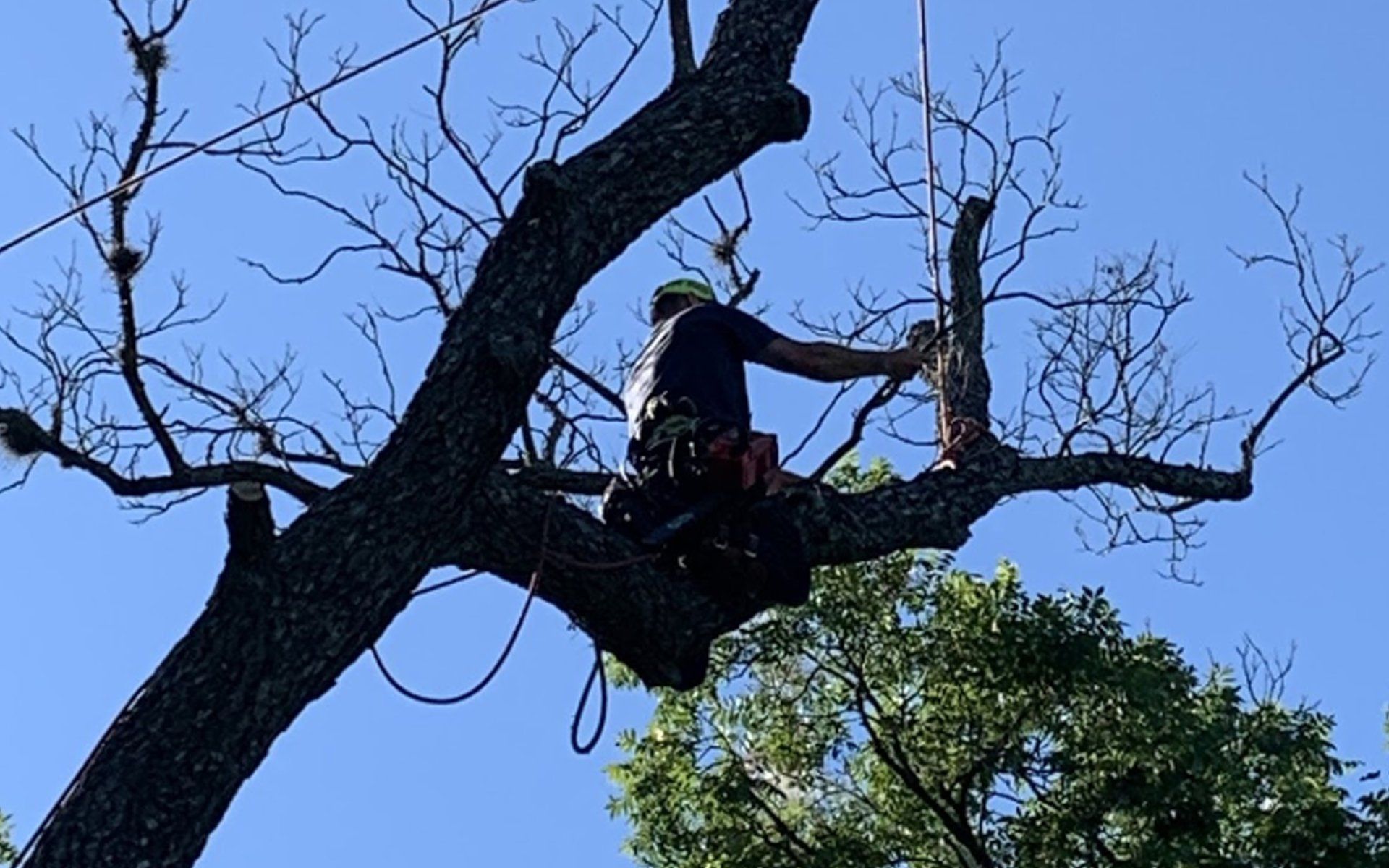 Residential tree service