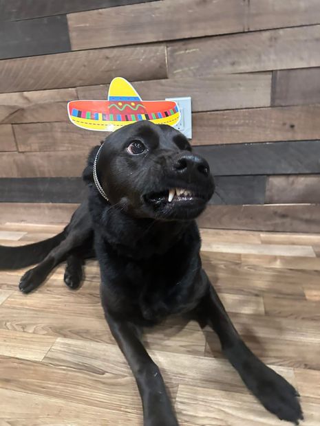 A beagle dog is walking on a leash with a stick in its mouth.