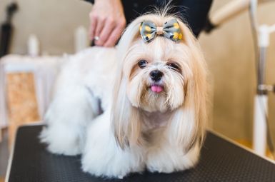 A small white dog with a bow on its head is sitting on a table.