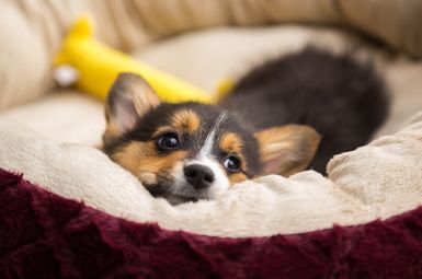 A corgi puppy is laying in a dog bed with a yellow toy.