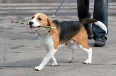 A beagle dog is walking on a leash with a stick in its mouth.