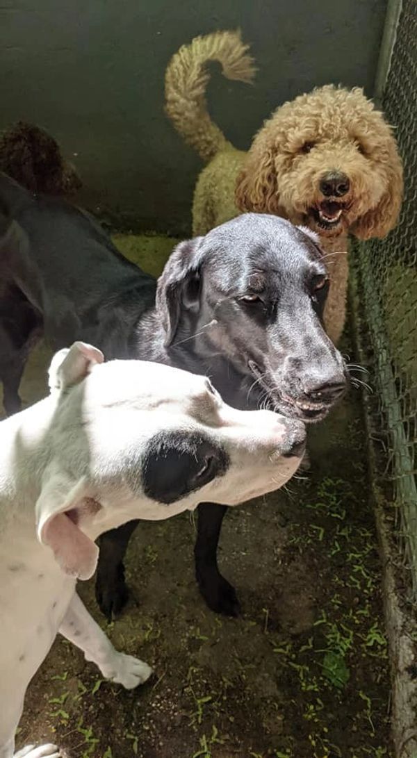 Three dogs are standing next to each other in a cage.