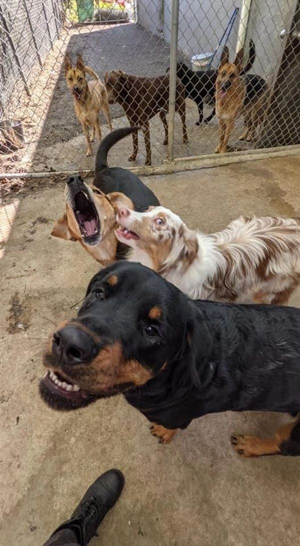 A group of dogs are standing next to each other in a cage.