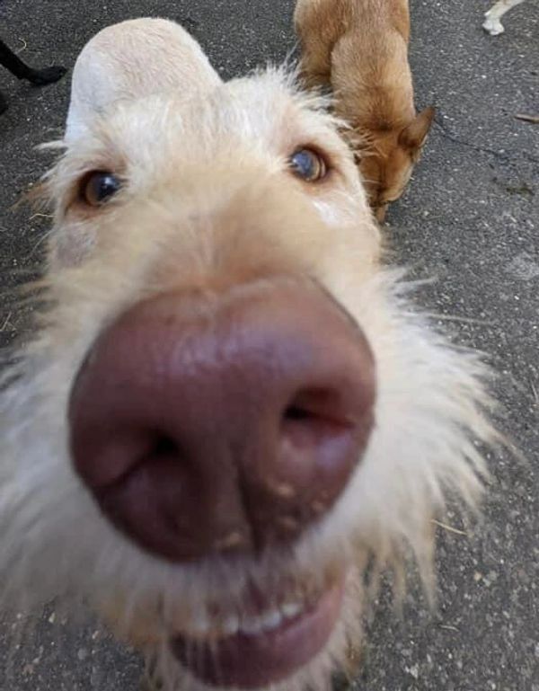 A close up of a dog 's nose looking at the camera