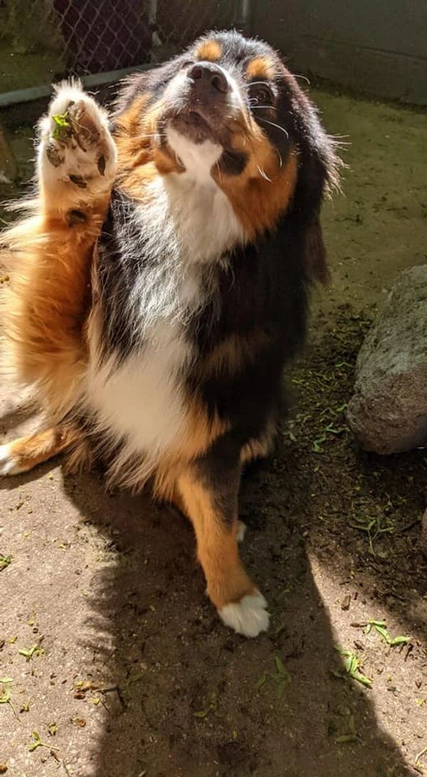 A brown and white dog is standing on its hind legs on the ground.