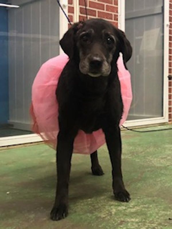 A black dog is wearing a pink donut costume.