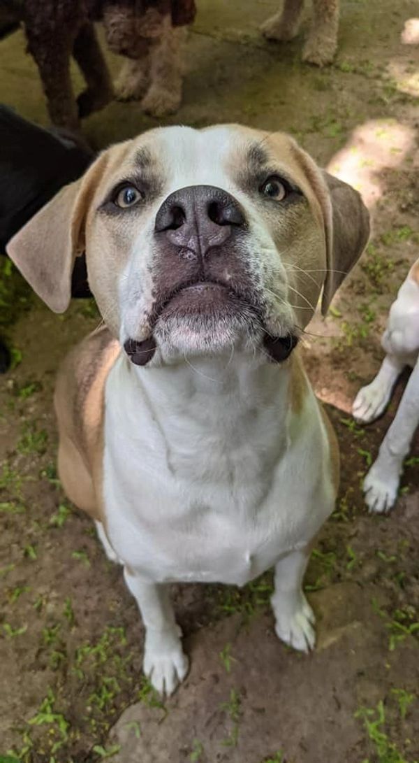 A brown and white dog is looking up at the camera.