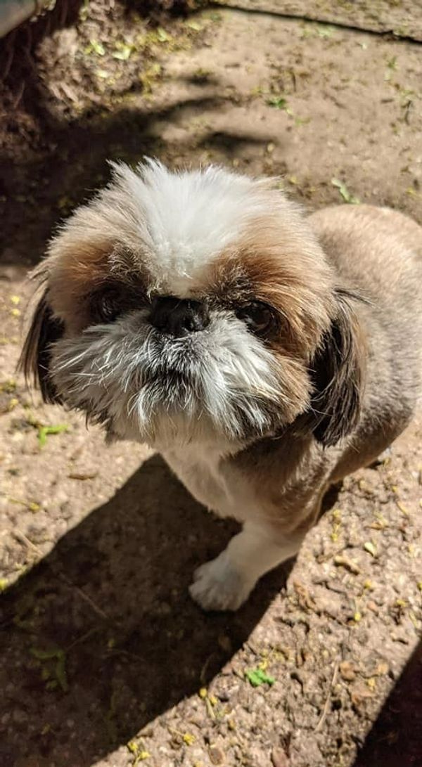 A small brown and white dog is standing on the ground looking at the camera.