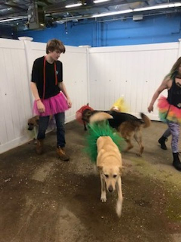 A man in a pink tutu is walking with a group of dogs.