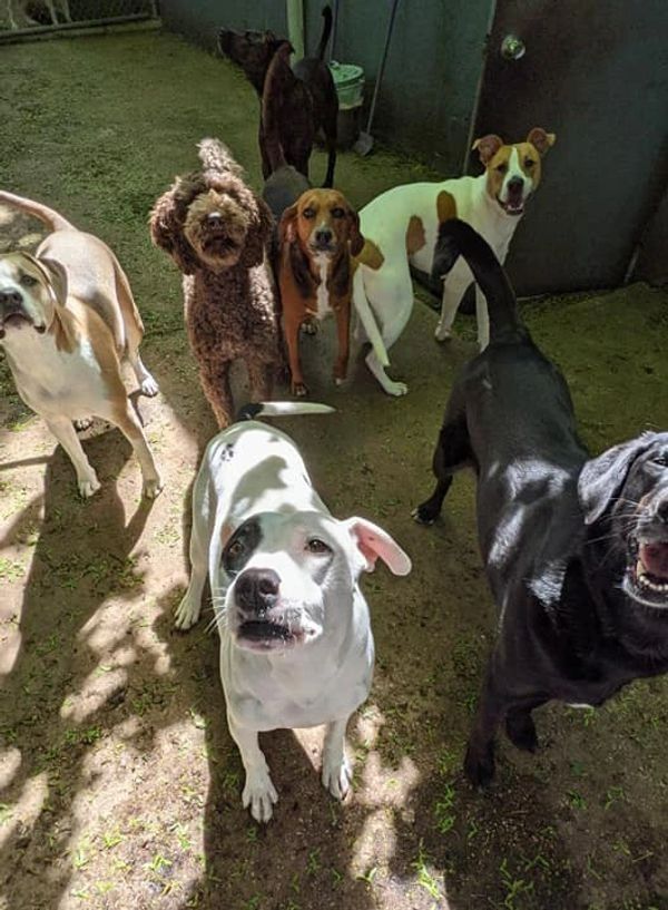A group of dogs are standing next to each other and looking at the camera.