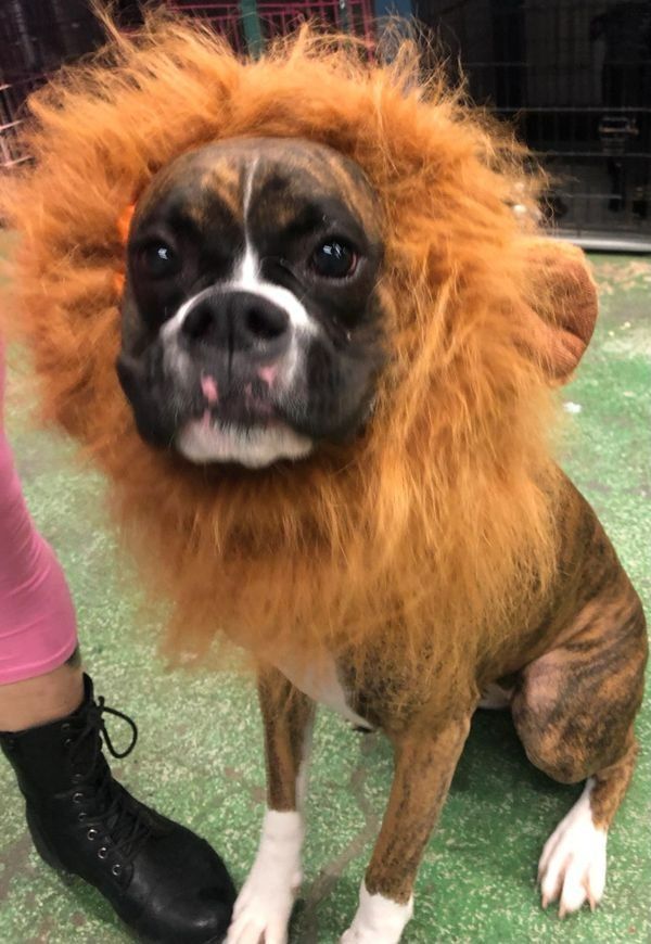 A small dog wearing a lion wig is sitting next to a person.
