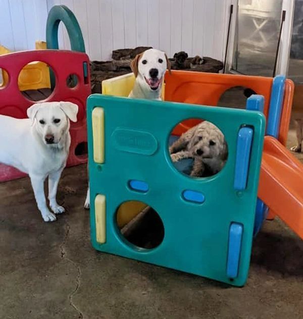 Three dogs are playing in a colorful playground