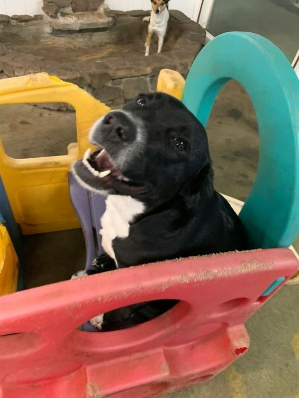 A black and white dog is sitting in a toy car