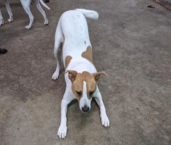 A brown and white dog is stretching on the ground