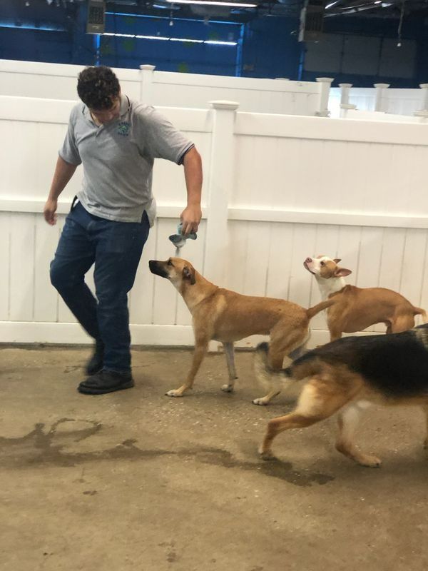 A man is playing with three dogs in a fenced in area.