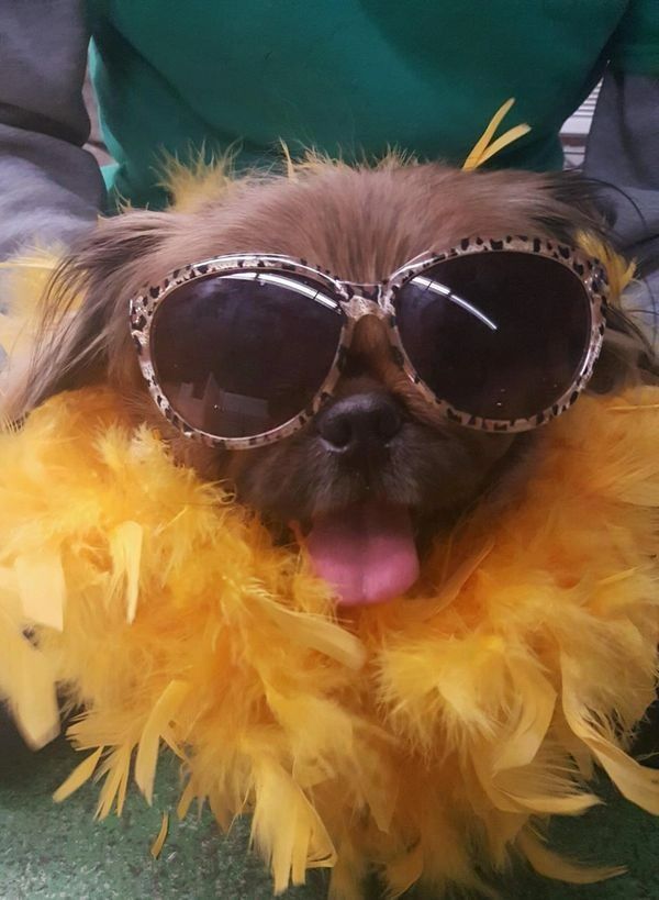 A small brown dog wearing sunglasses and a yellow feather boa
