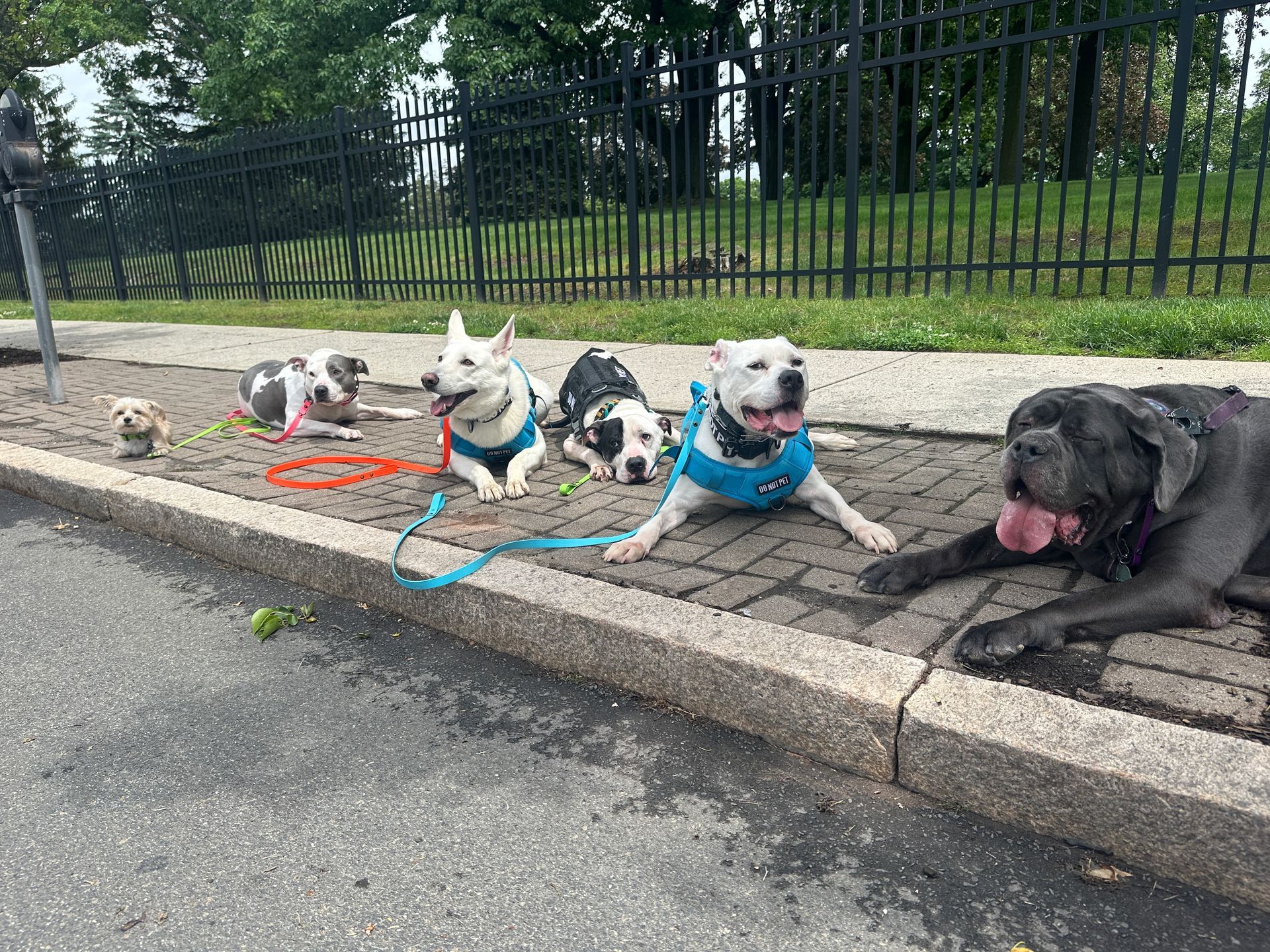 Five dogs on leashes resting along a curb, including a gray dog panting, beside a fence and grassy park.