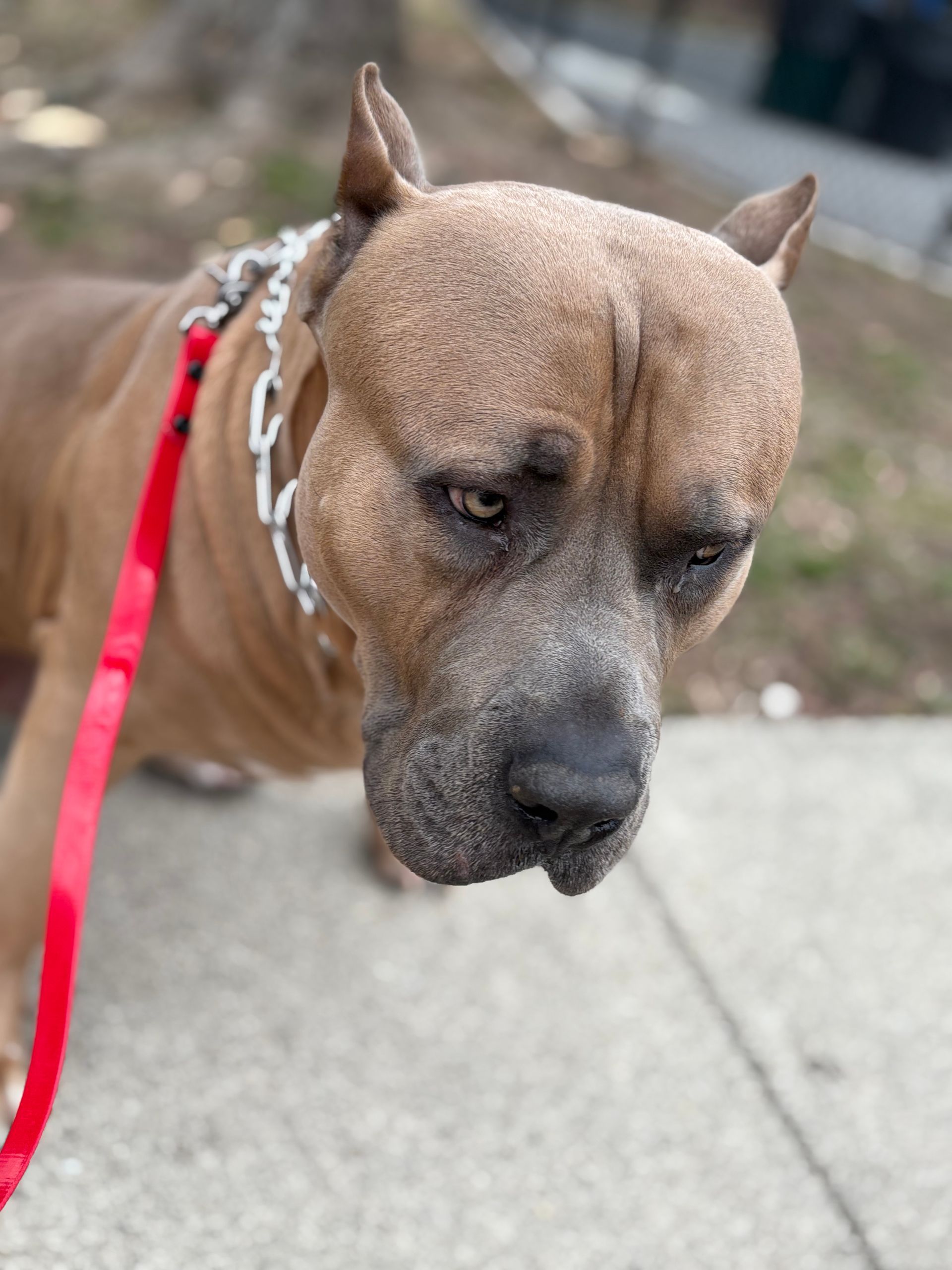 Brown dog on a red leash standing on a sidewalk, looking down.