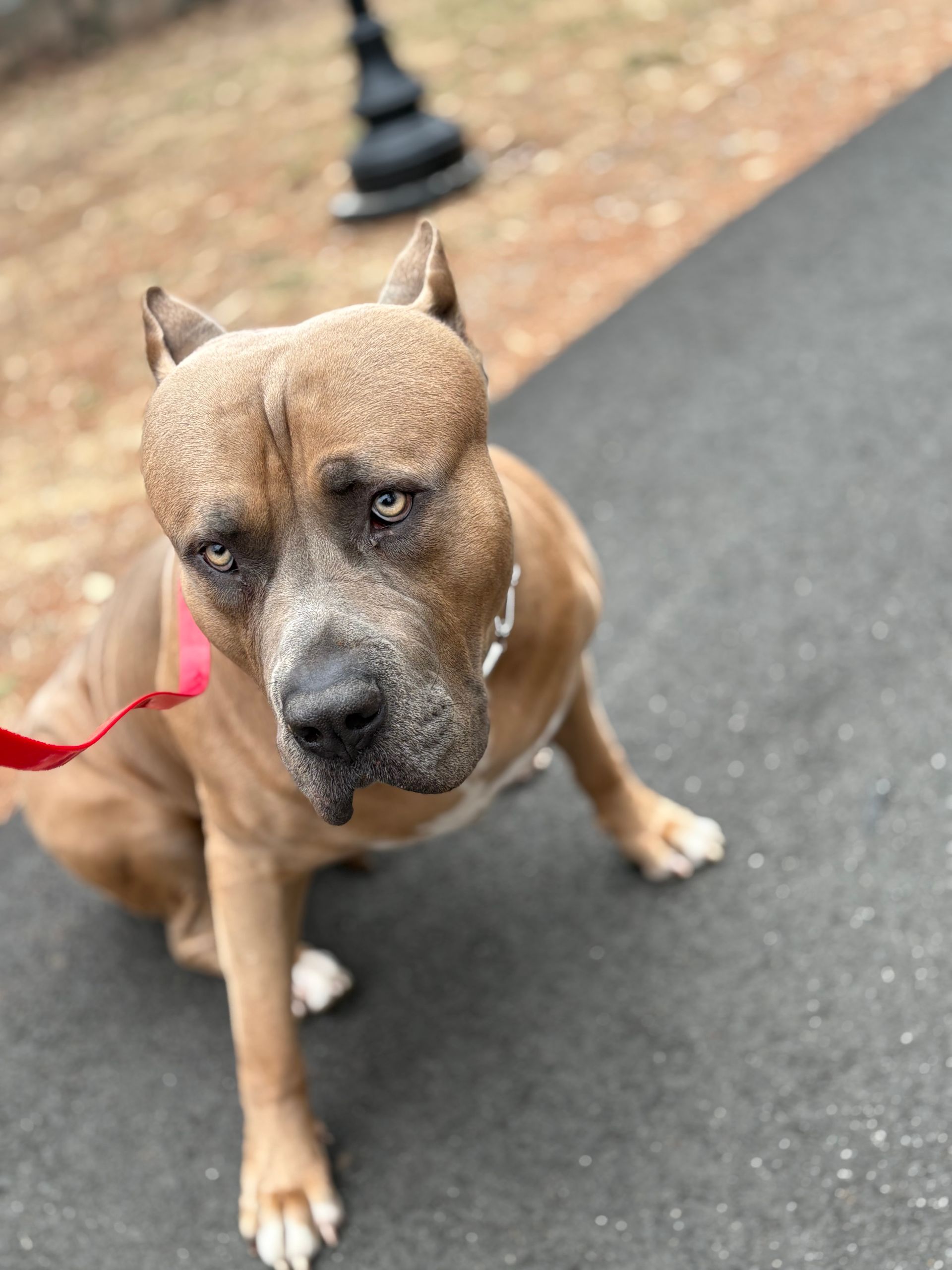 Brown dog on a red leash standing on a paved path, looking up with a sad expression.