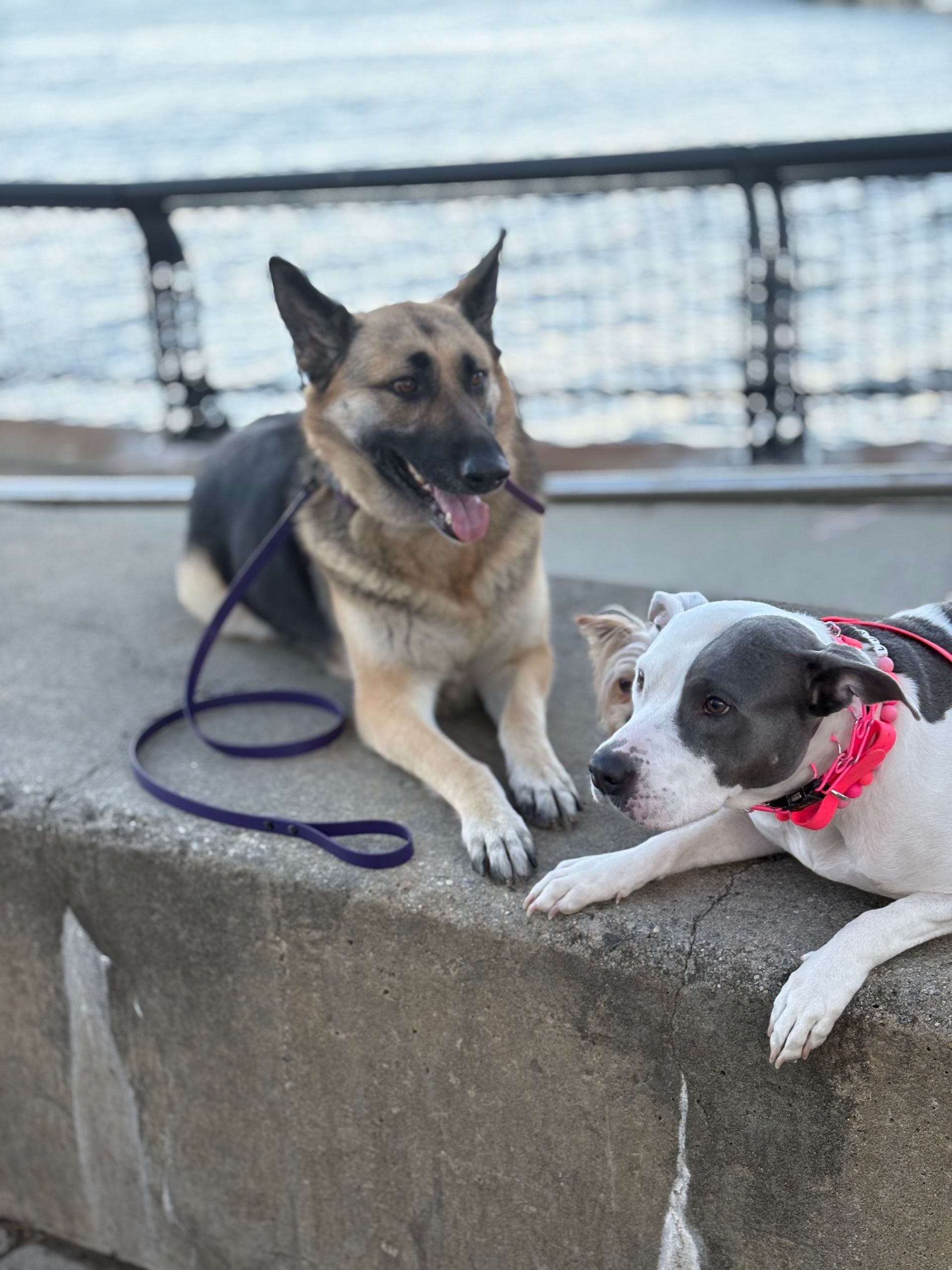 Two dogs resting on a concrete ledge by the water, one German shepherd and one black-and-white dog with a pink collar.