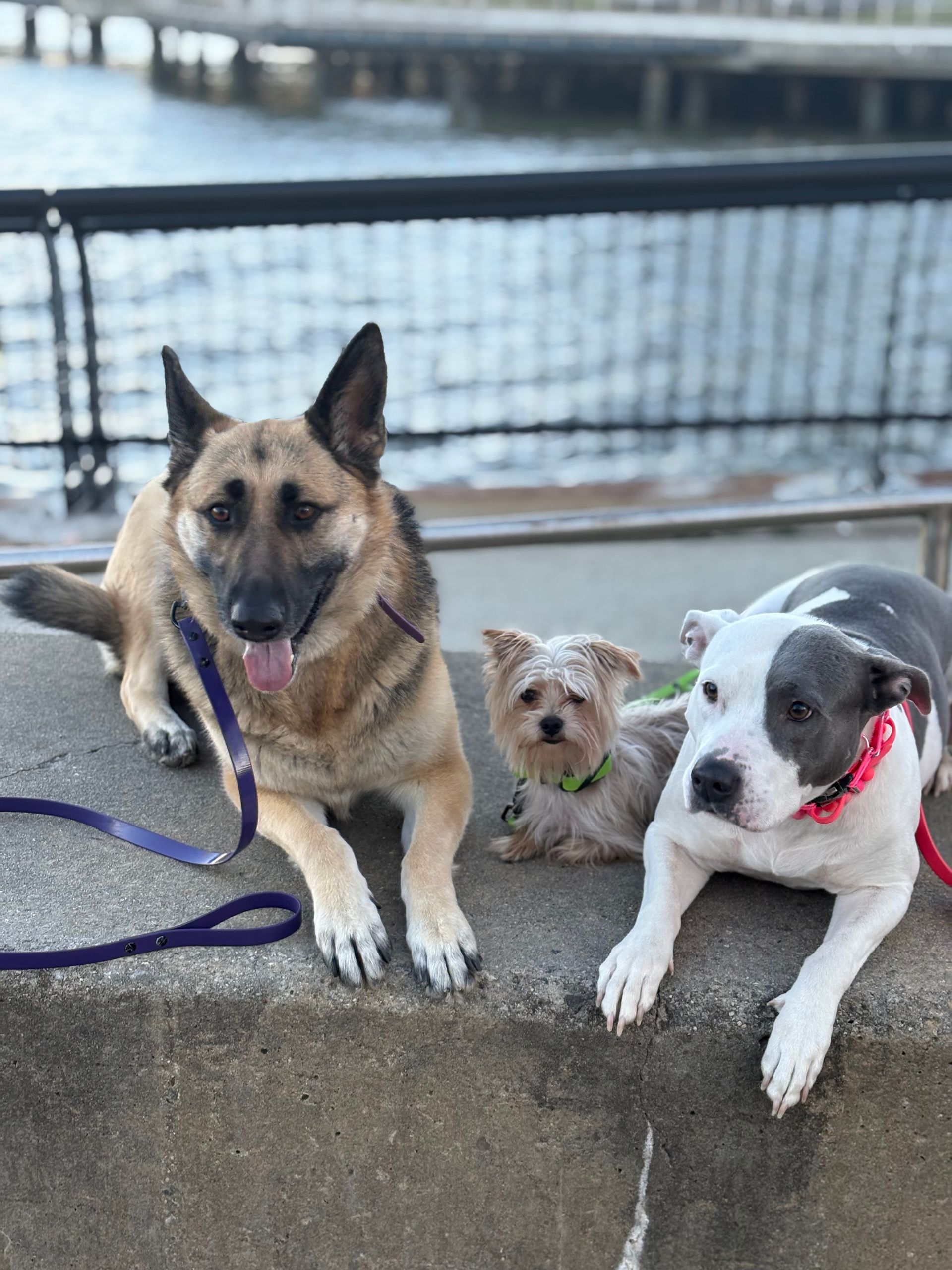 Three dogs sitting on a concrete ledge by the water, with a bridge in the background.