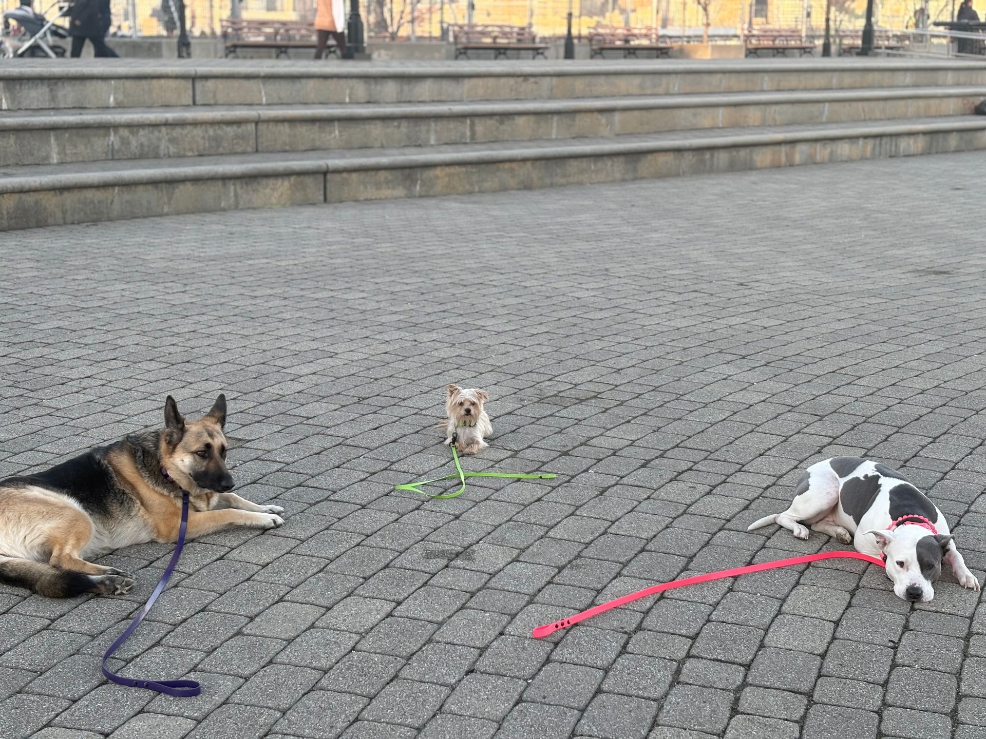 Three dogs on leashes lying on a gray cobblestone plaza near steps