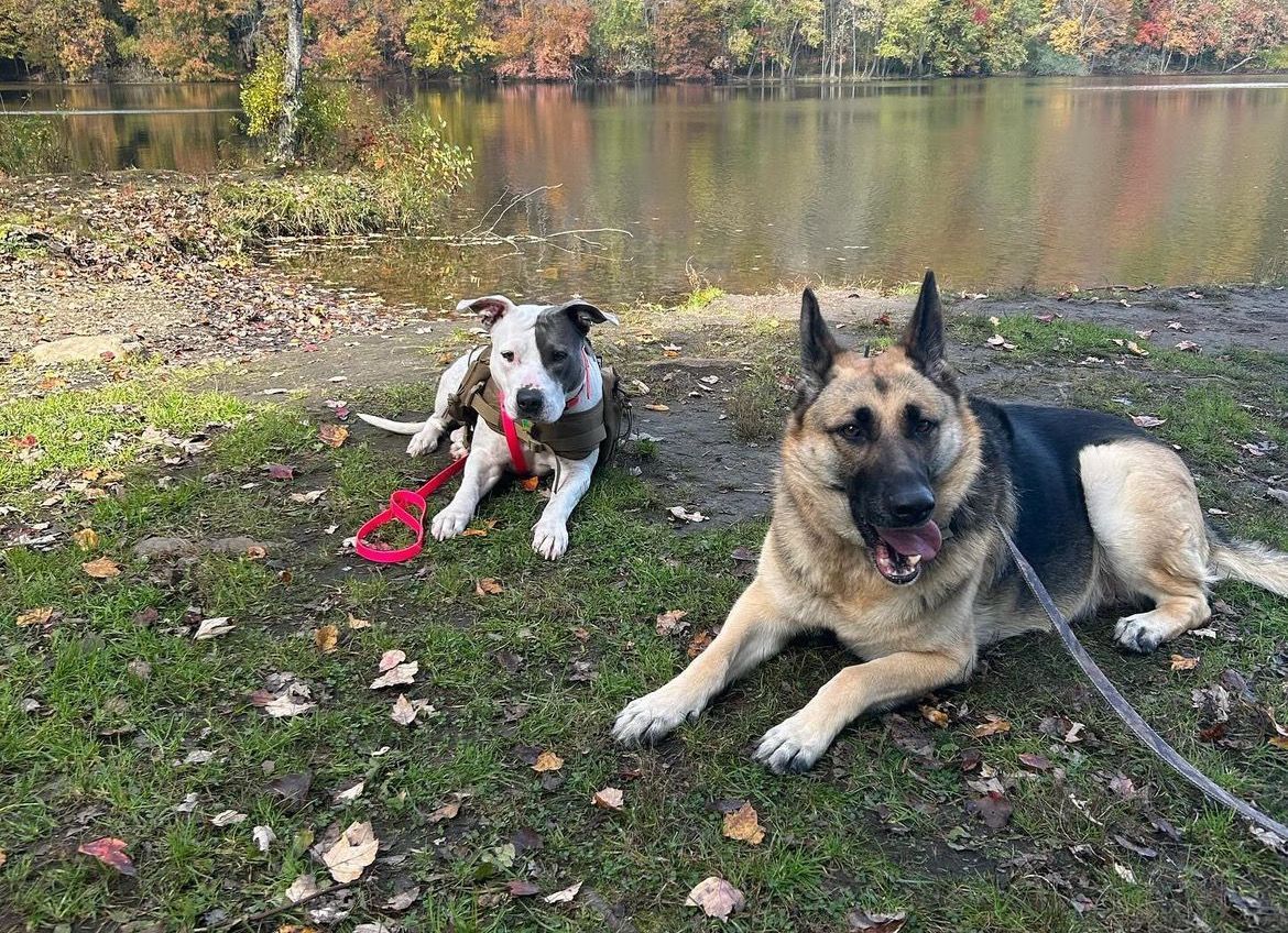 Two dogs lying on grass by a lakeside, with autumn trees and water in the background.