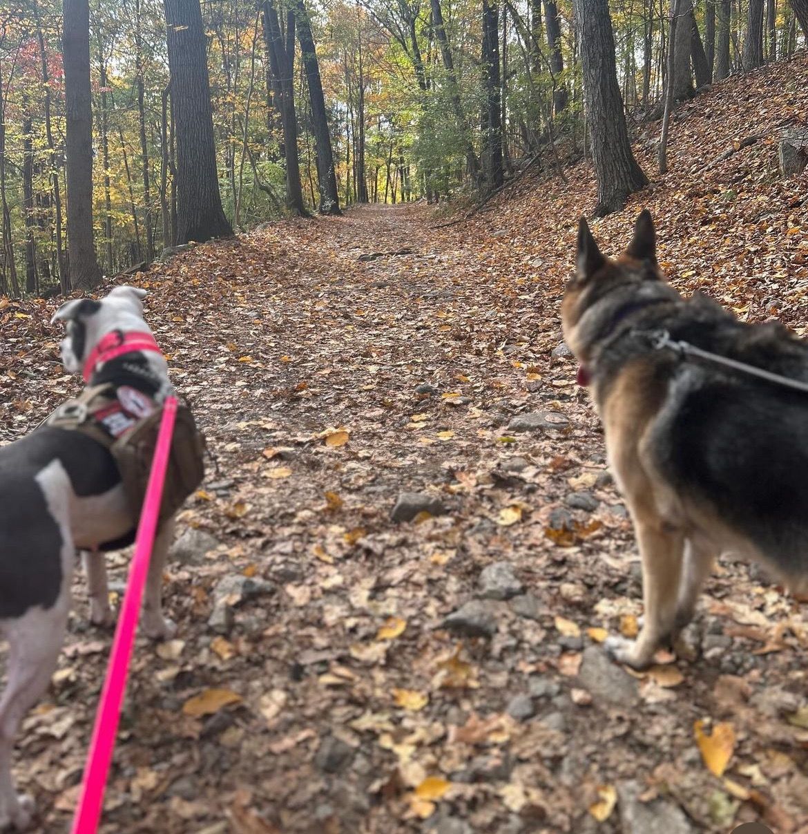 Two dogs on leashes walking along a leaf-covered forest trail in autumn
