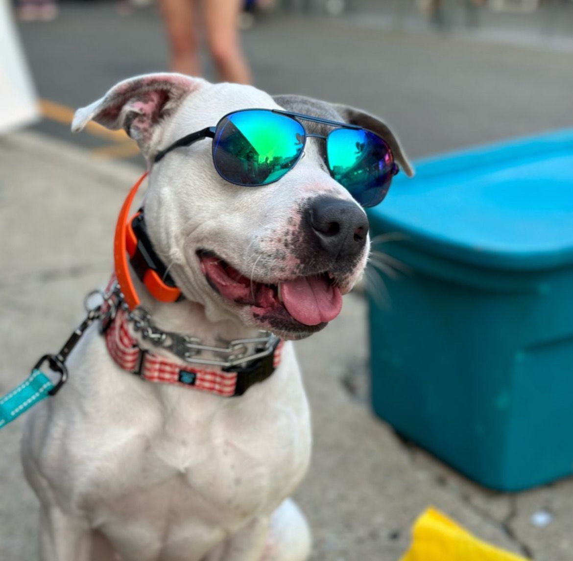 White dog wearing rainbow sunglasses and an orange collar, sitting outdoors and panting near a blue bin