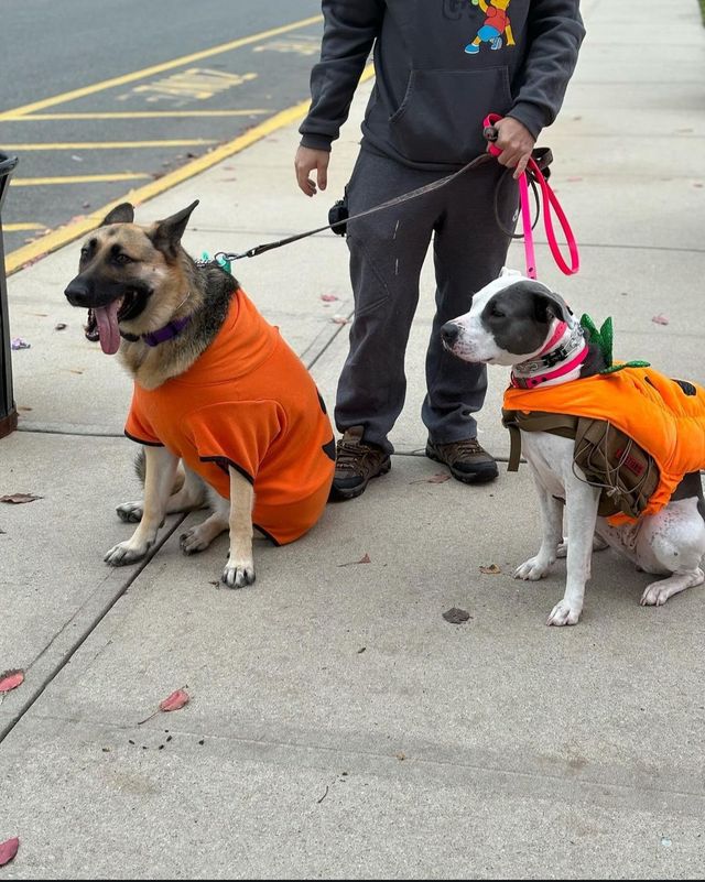 Two dogs in orange shirts on leashes standing on a sidewalk beside a person.