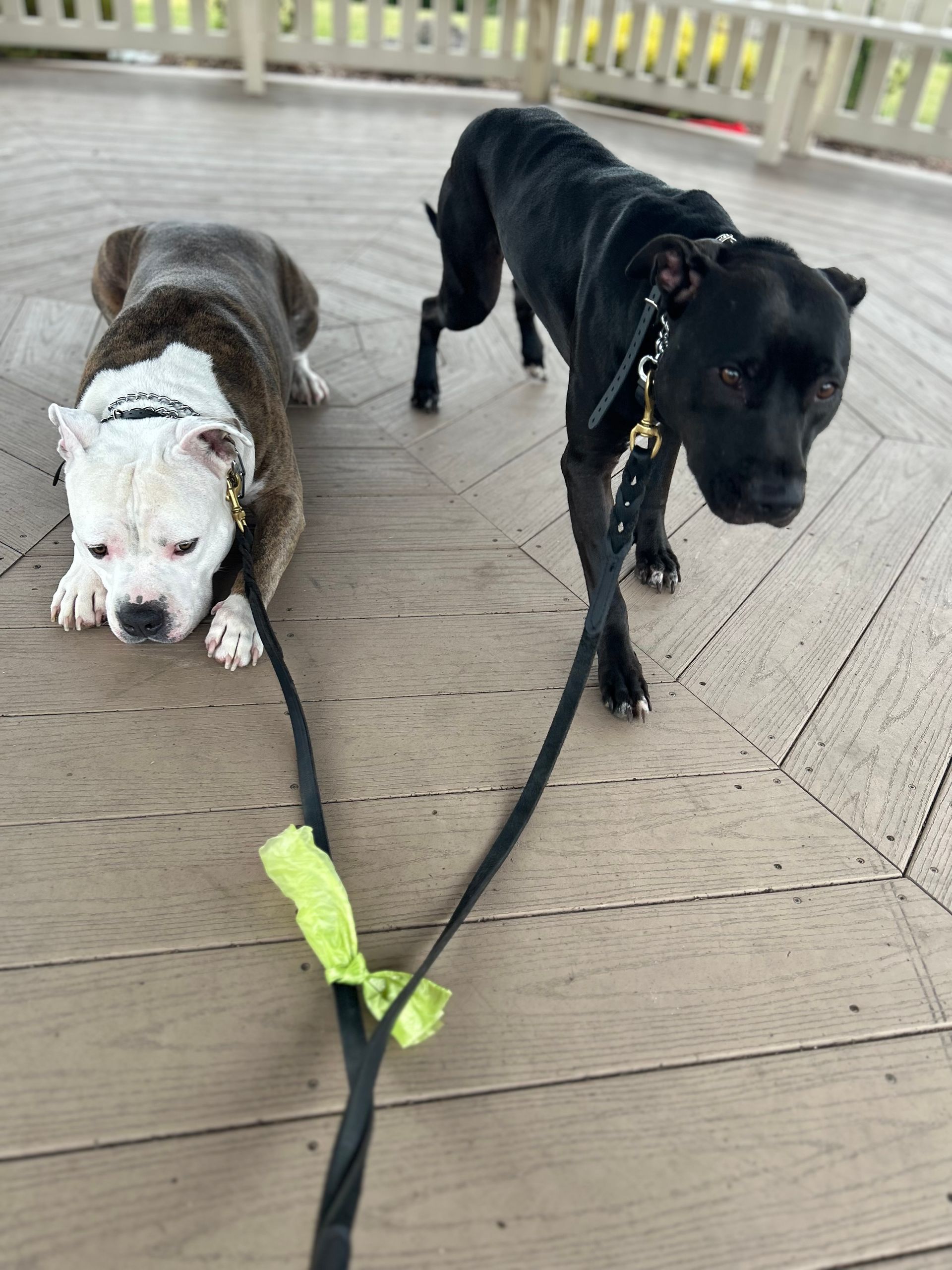 Two dogs on leashes on a wooden deck, one white-and-brown lying down and one black standing alert.