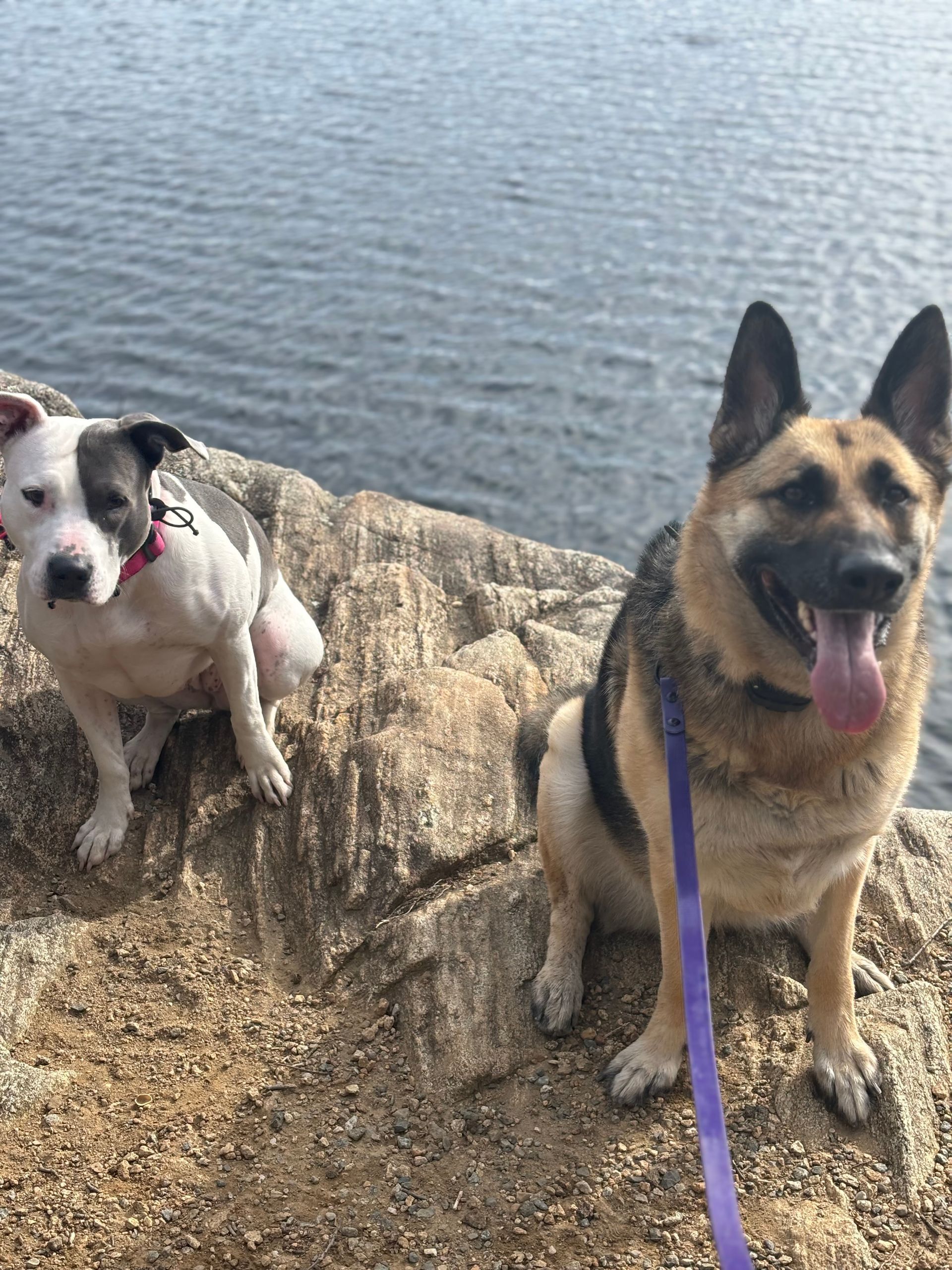 Two dogs sitting on rocks by the water, one white with red collar and one tan with purple leash