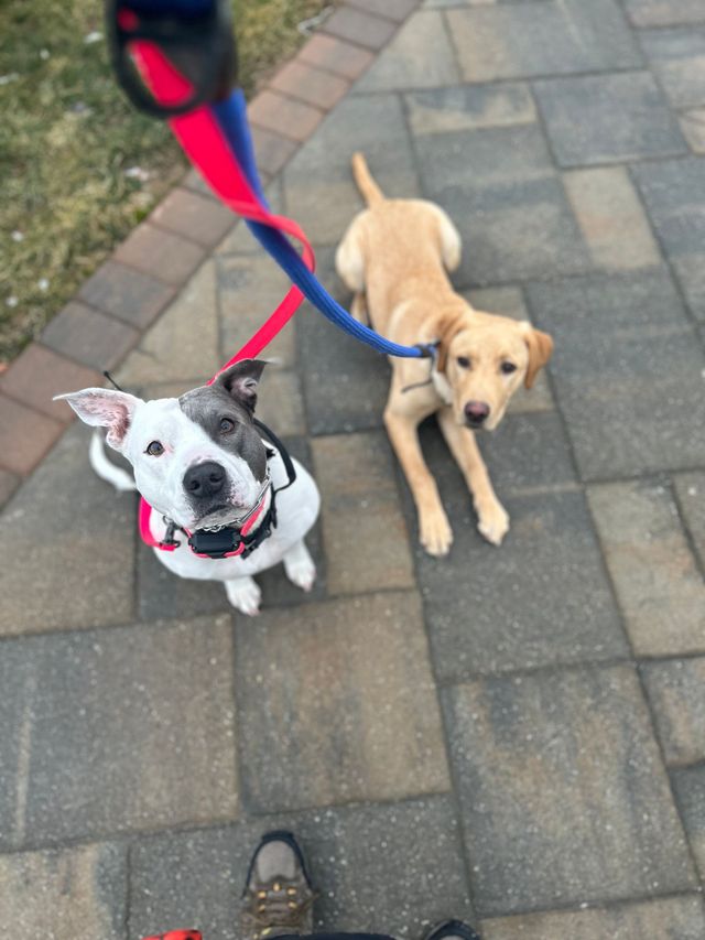 Two dogs on leashes on a paved sidewalk, one black-and-white and one tan, looking up at the camera.