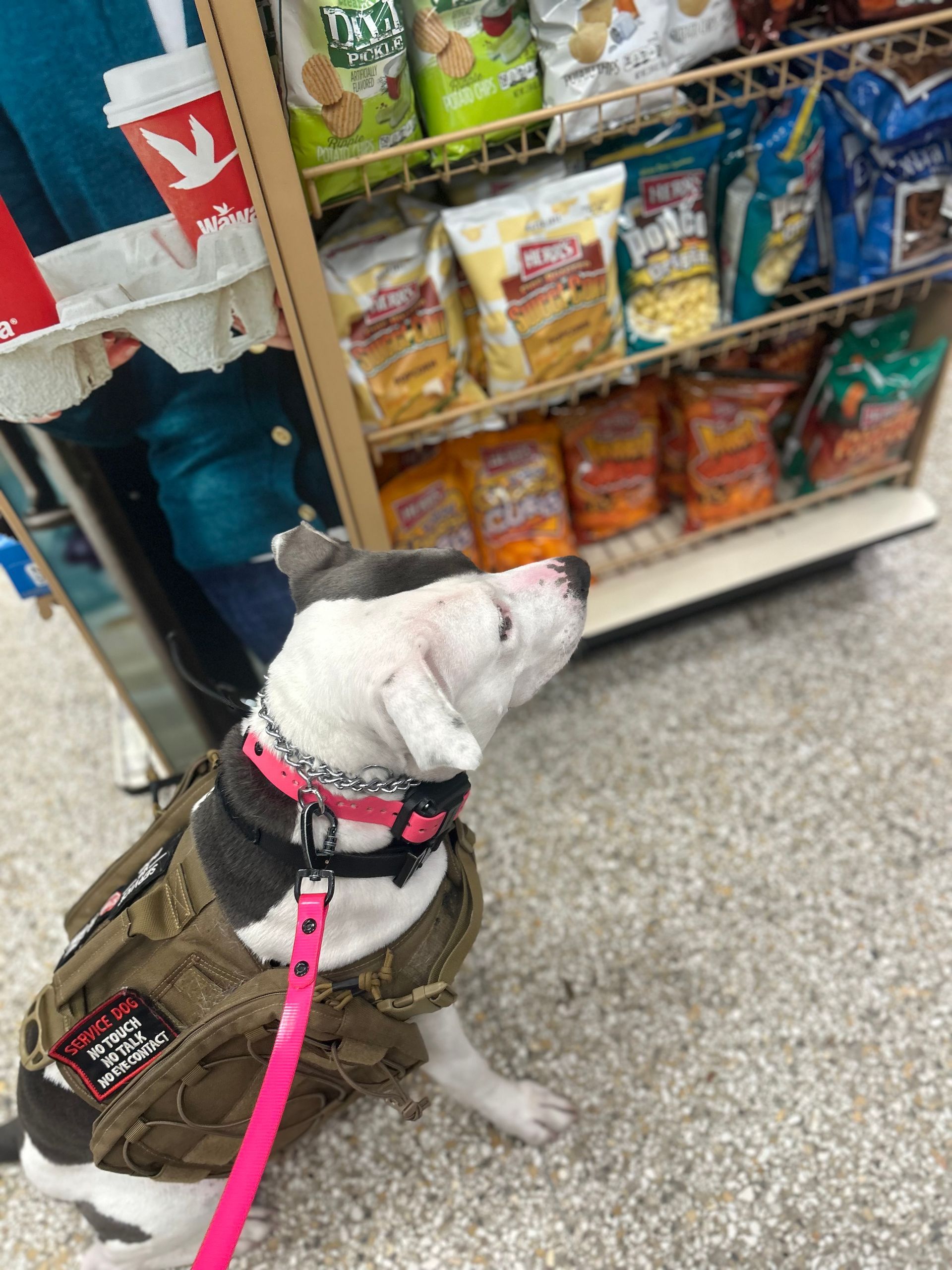 White dog in a pink harness and camouflage vest looking at pet food bags in a store aisle.