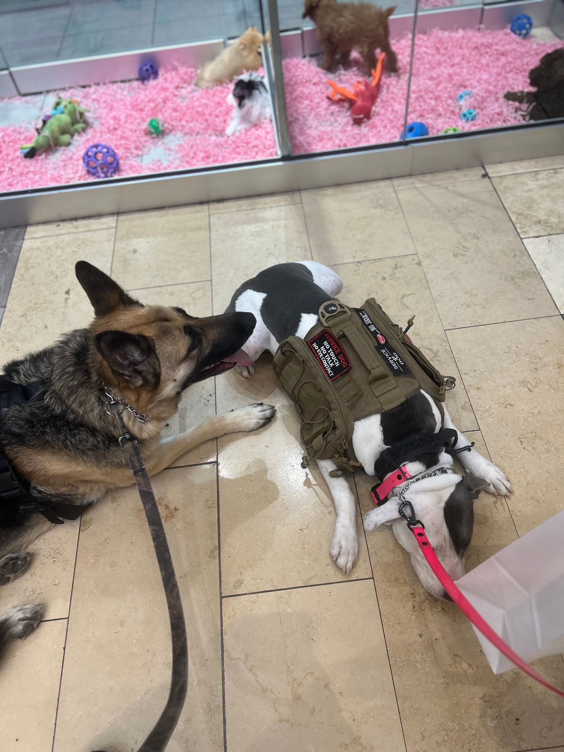 Two dogs on leashes lying on a store floor near a pet fish tank.