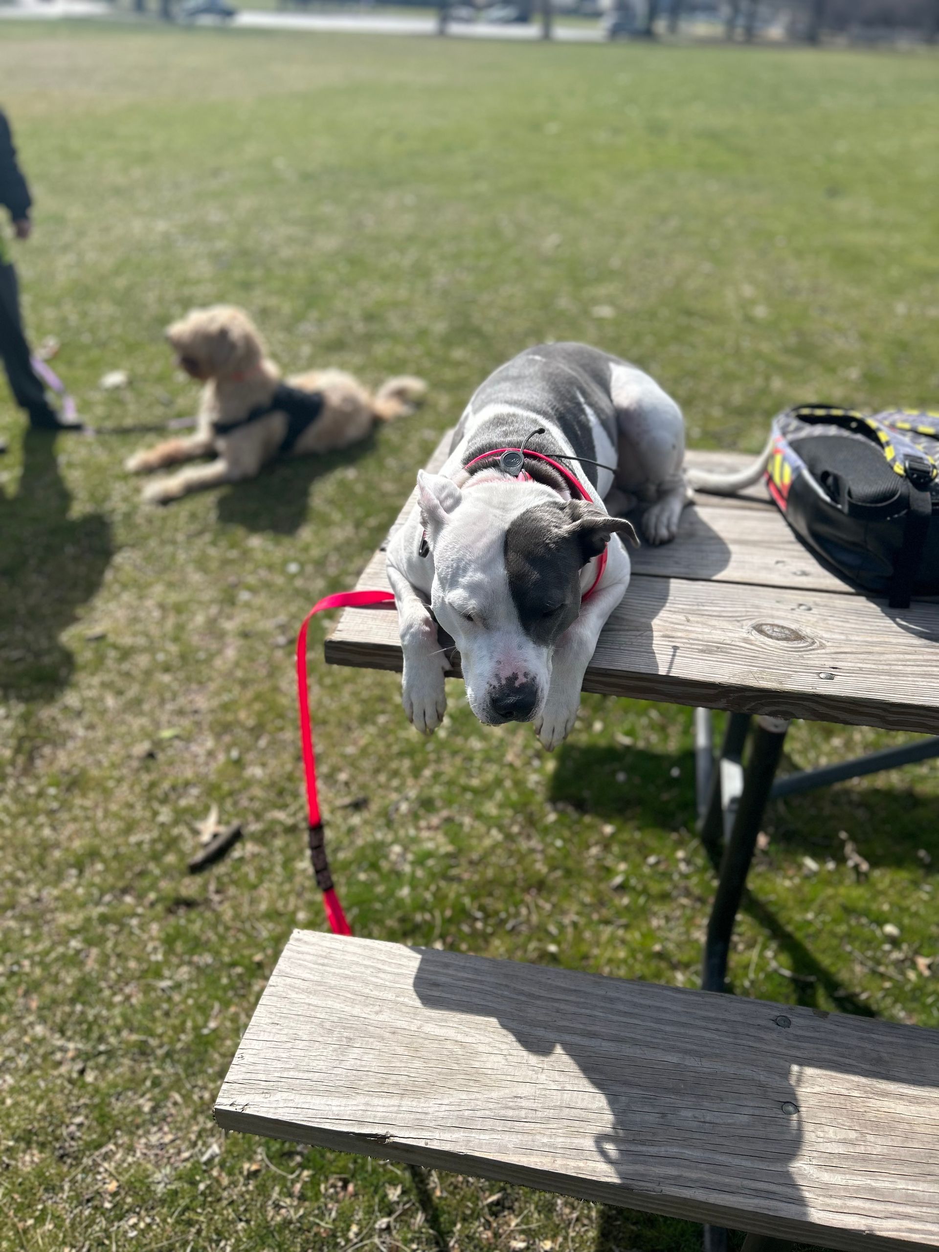 Gray-and-white dog lying on a picnic table next to a black bag in a grassy park with a tan dog in the background