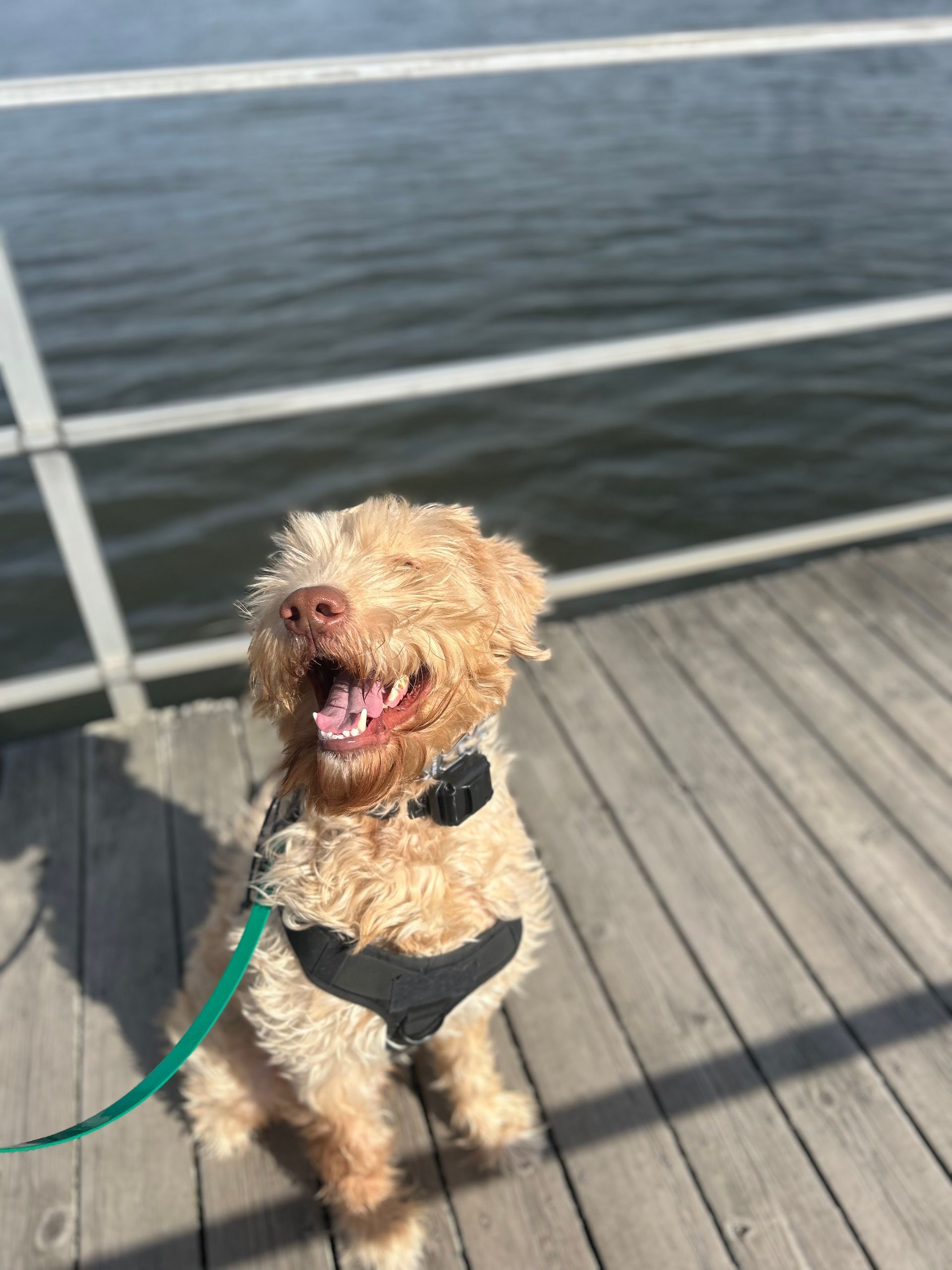 Small tan dog on a green leash, sitting on a wooden dock by the water, panting in the sun