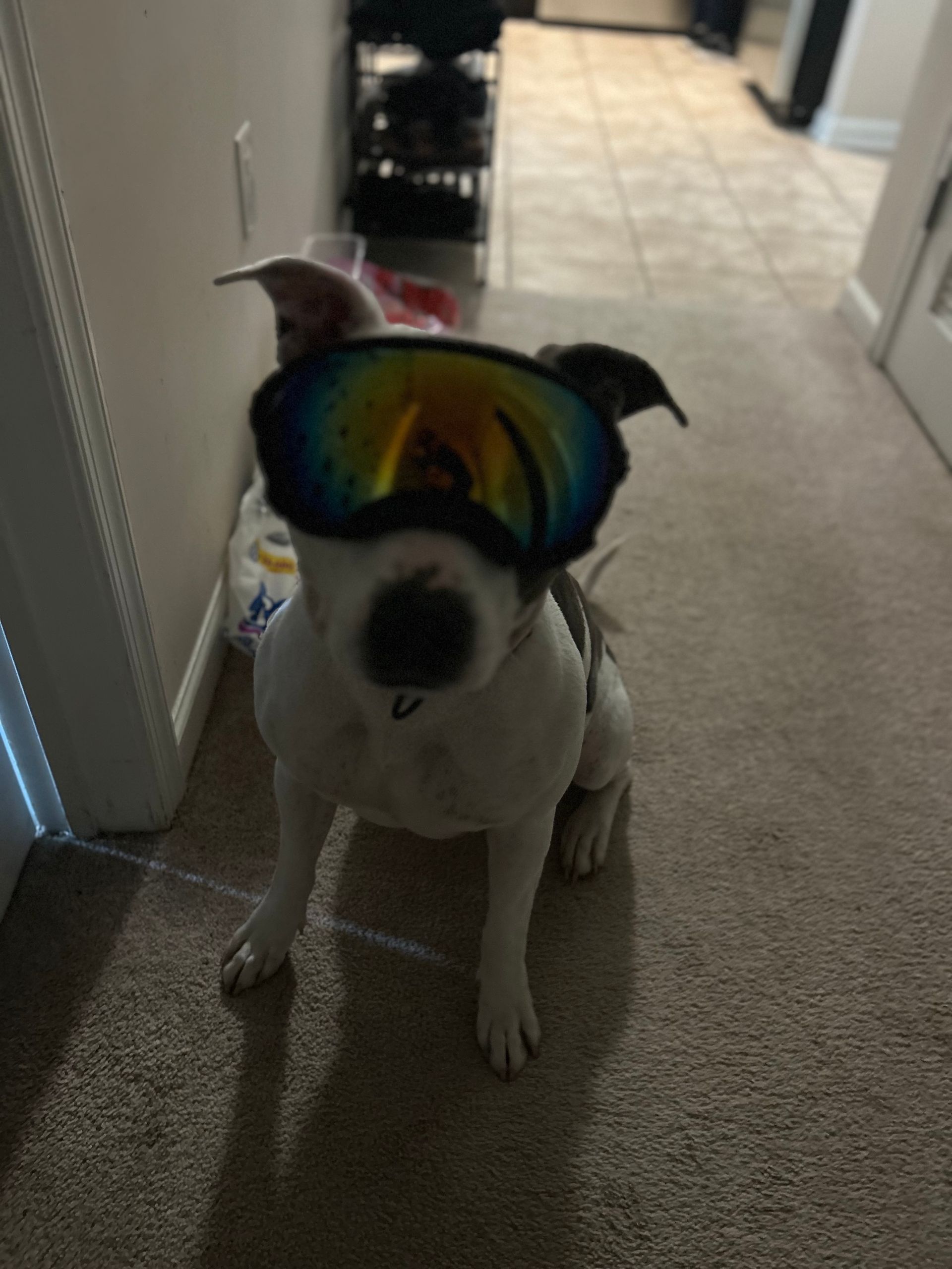 Dog wearing rainbow-colored goggles sitting in a hallway
