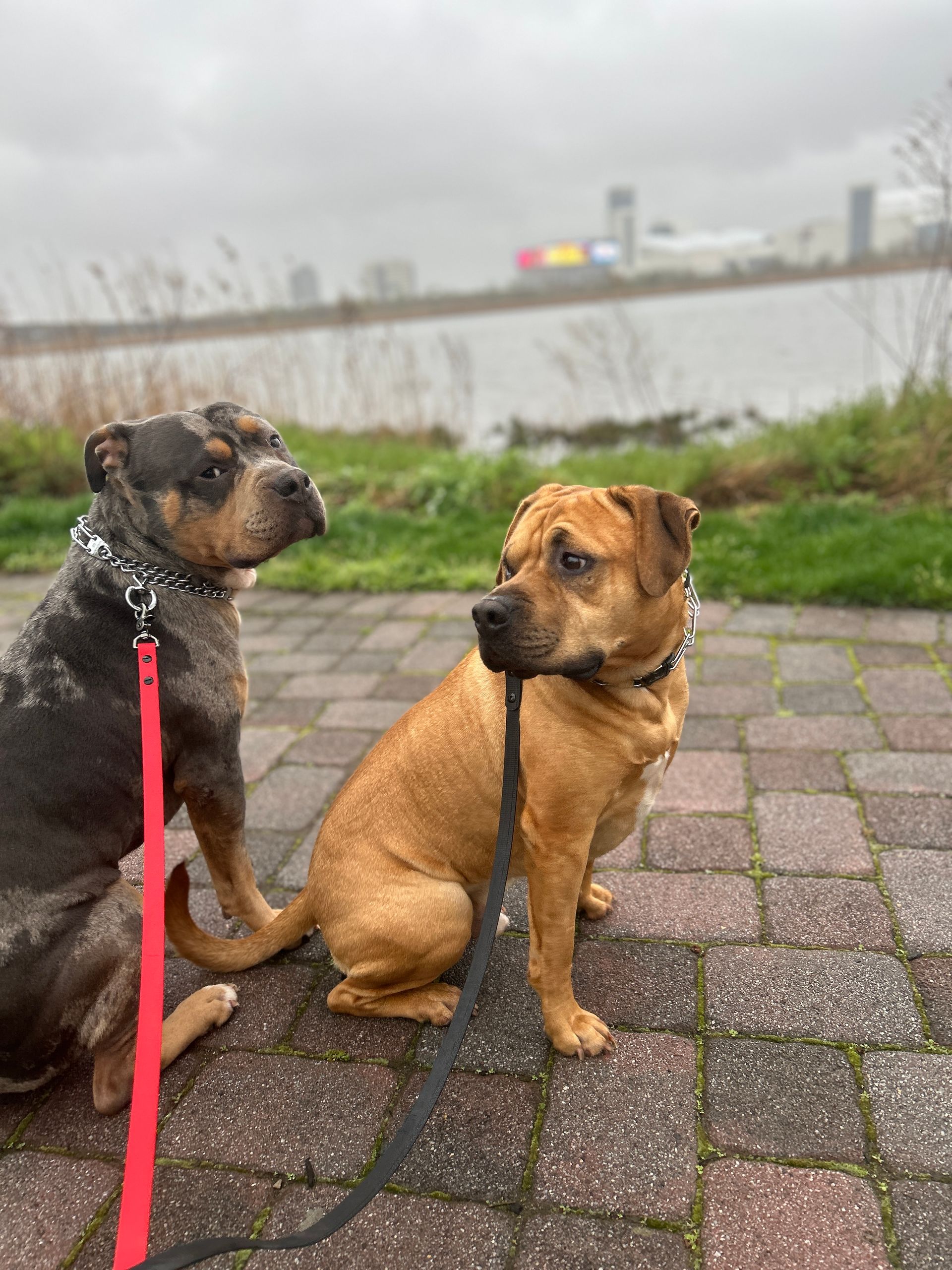 Two dogs on leashes sitting on a brick path by a waterfront, one black and one tan.