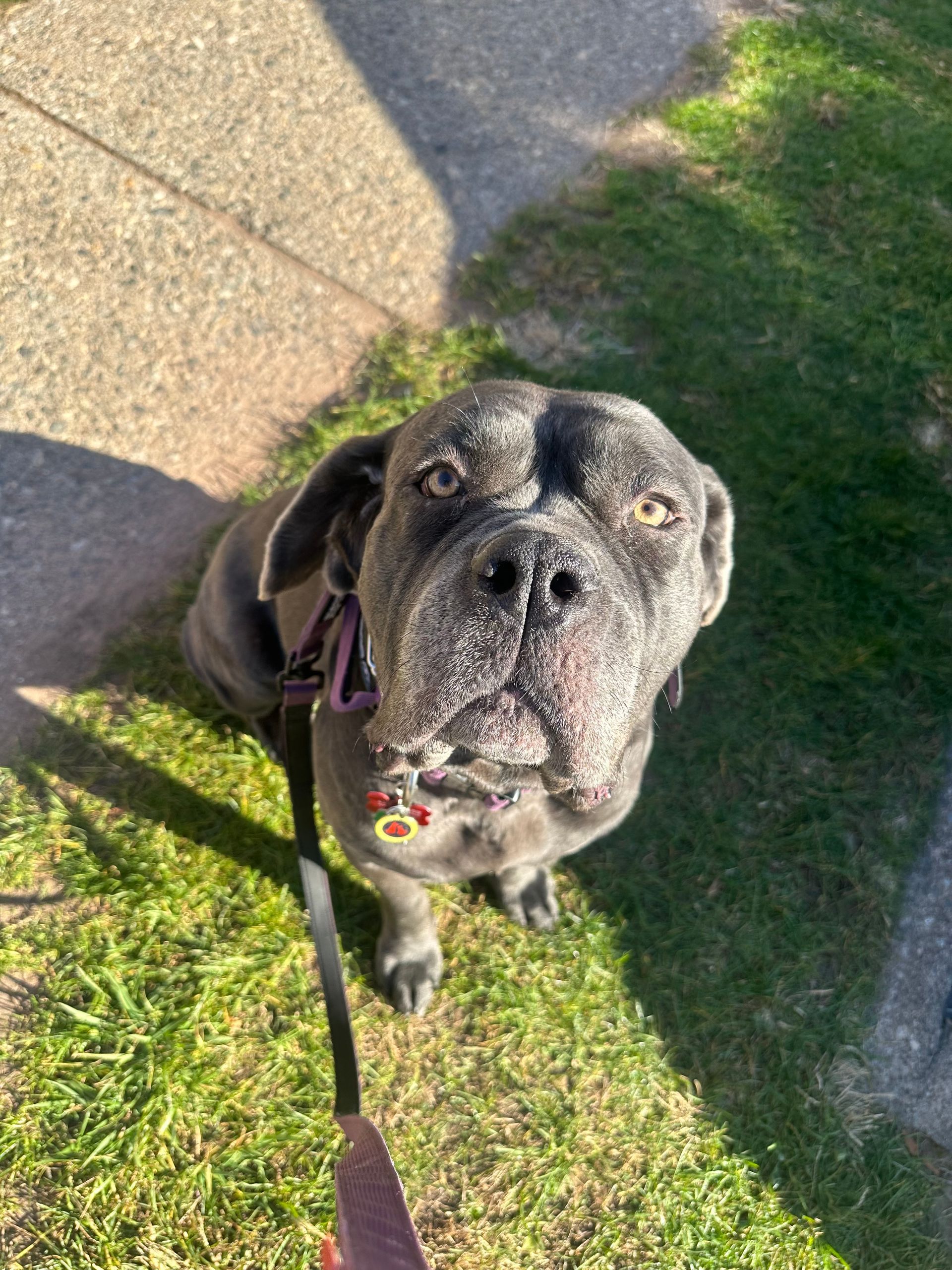 Gray dog on a leash standing on grass and pavement, looking up at the camera.