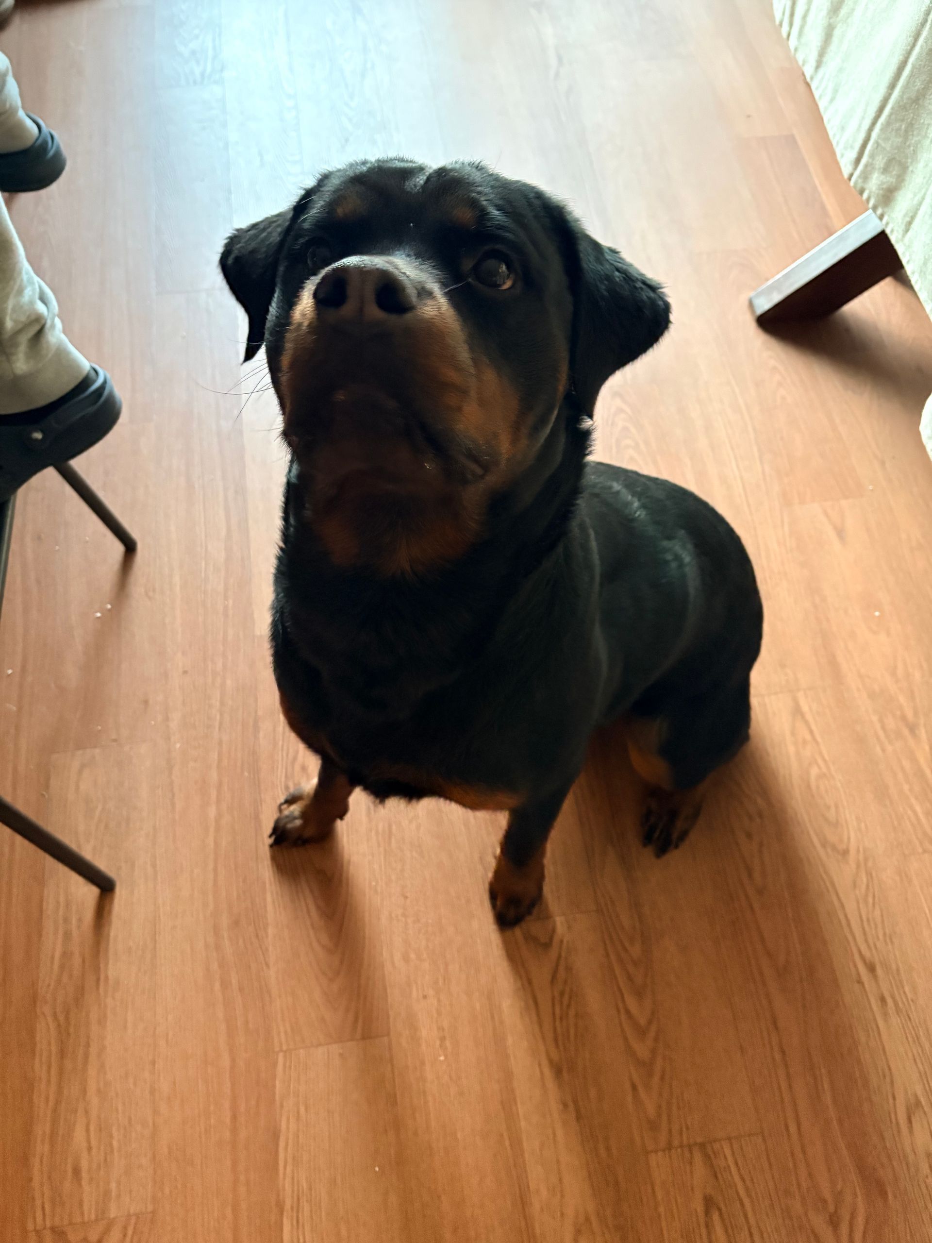 Black and tan dog sitting on a wooden floor, looking up indoors.