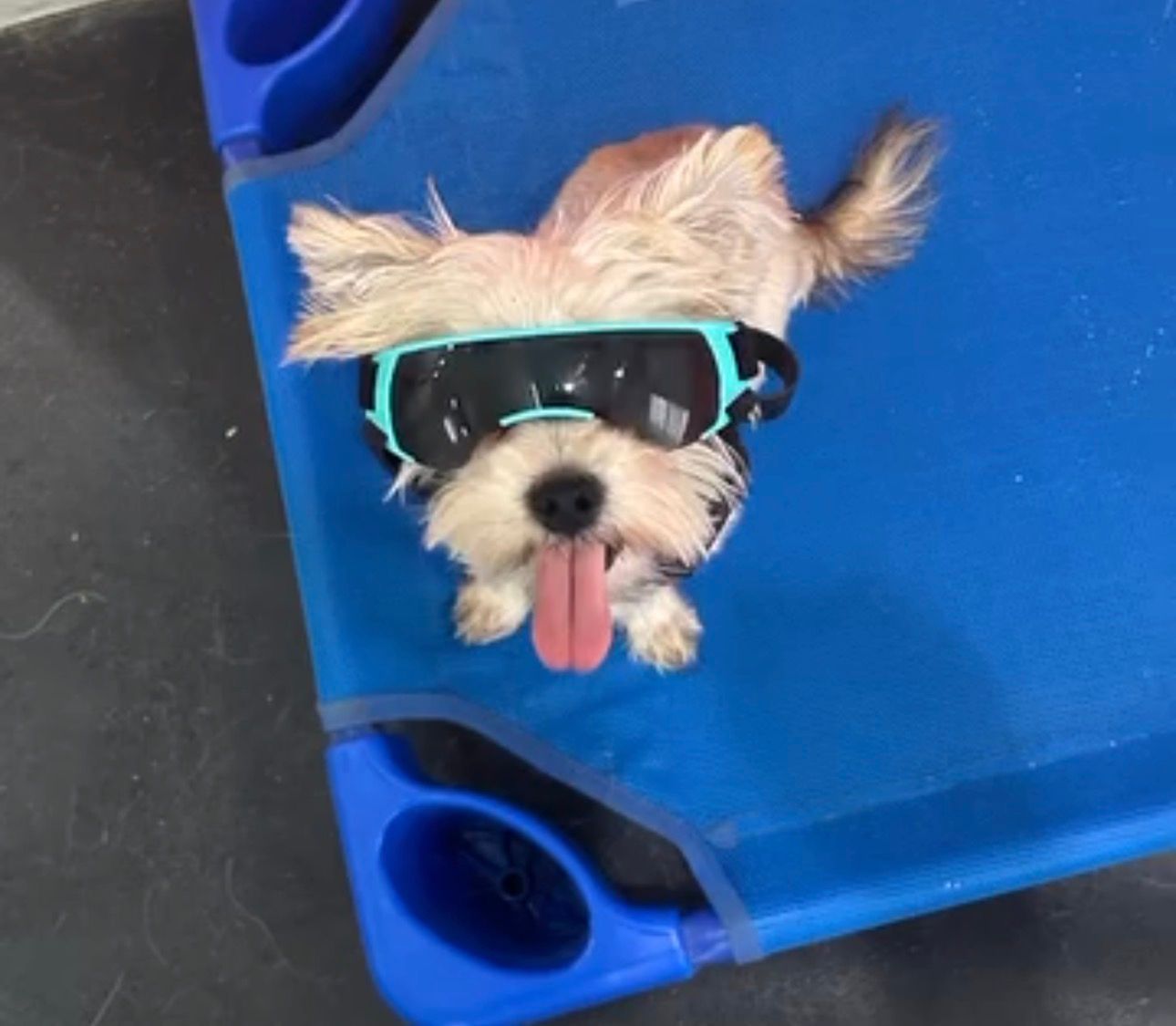 Small dog wearing sunglasses, resting on a blue mat with tongue out.