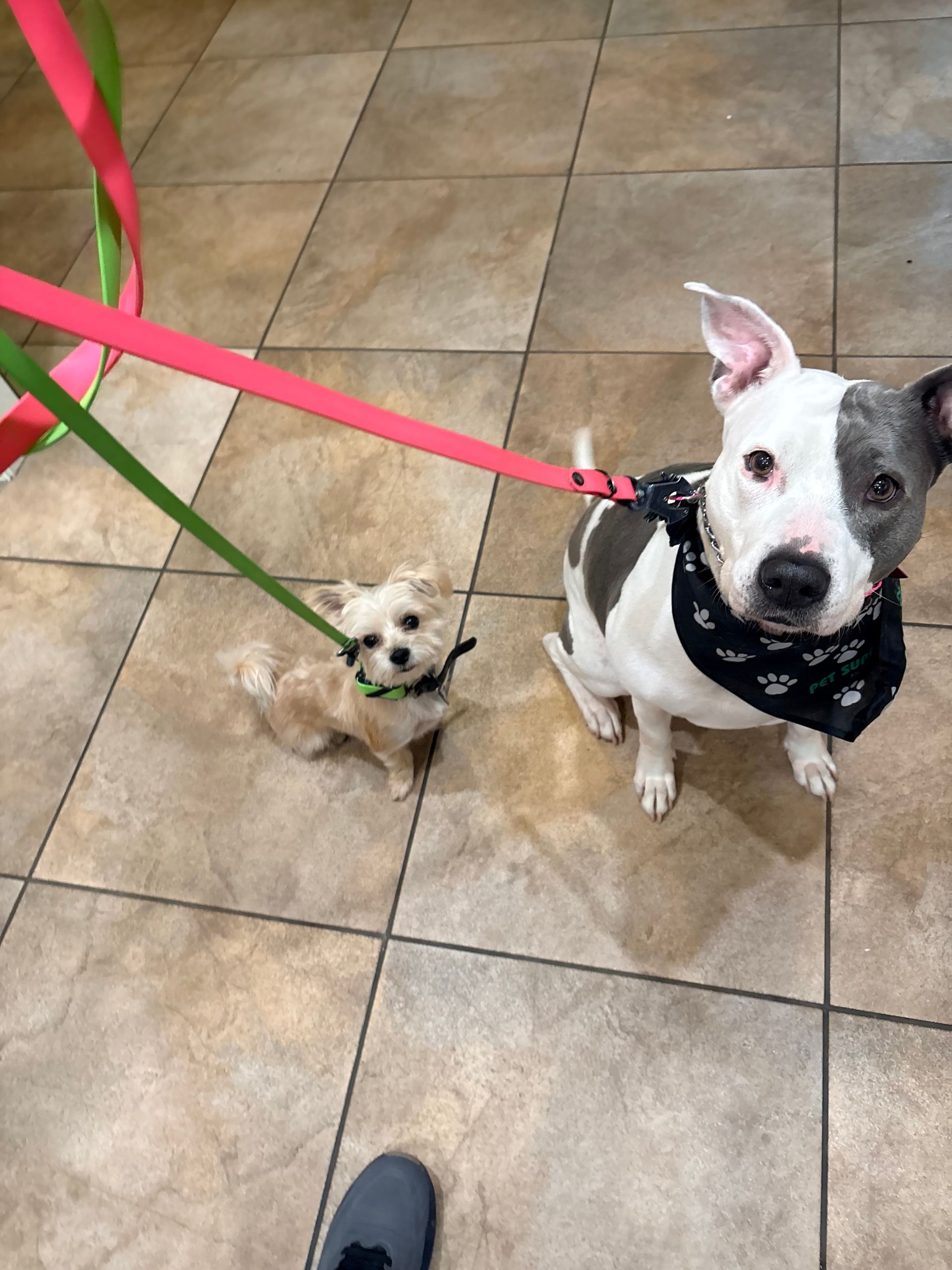 Two small dogs on leashes in a tiled indoor room, one black-and-white and one tan, both looking up.