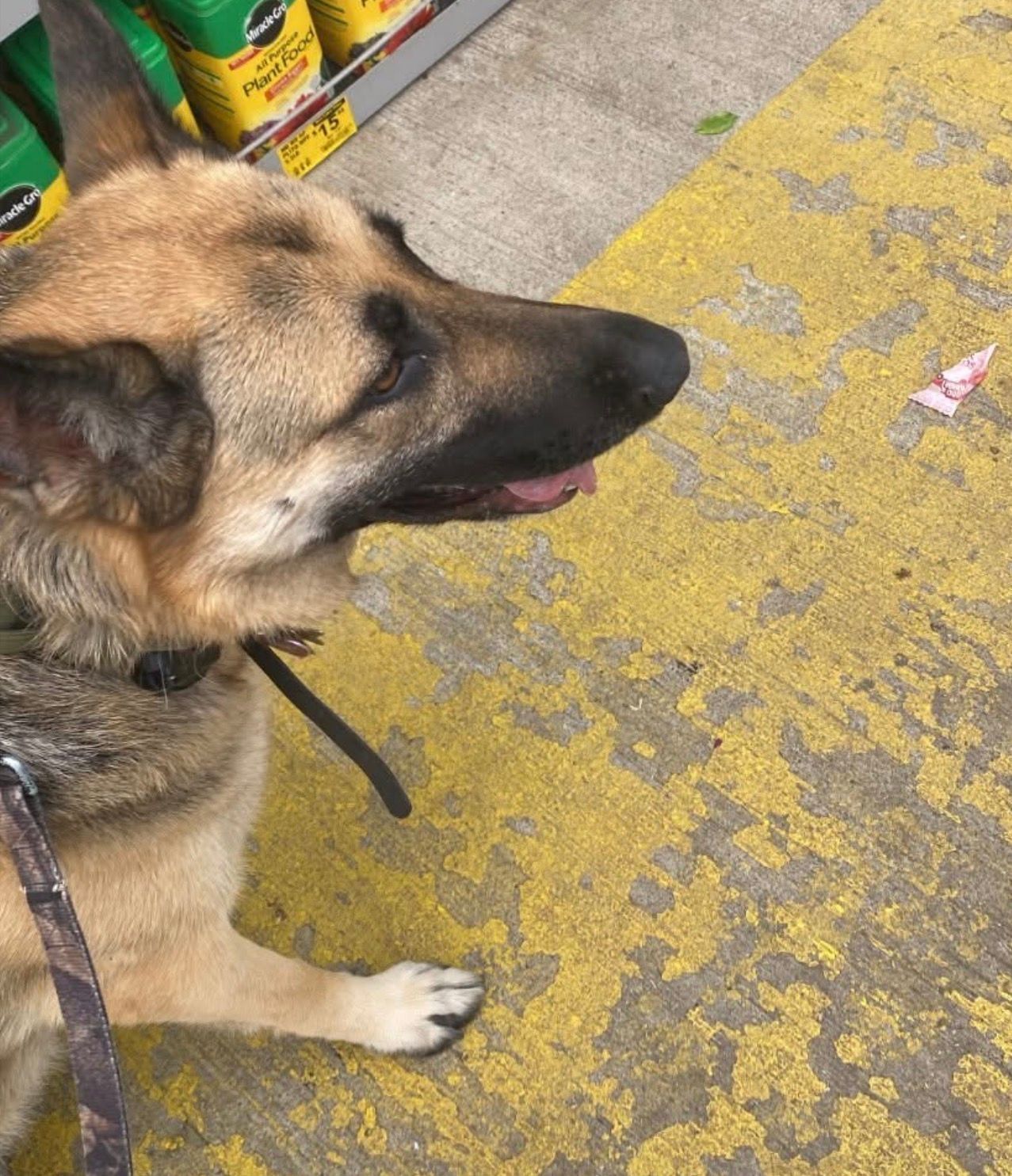 Leashed German shepherd standing on a yellow-painted sidewalk, side profile with tongue out.