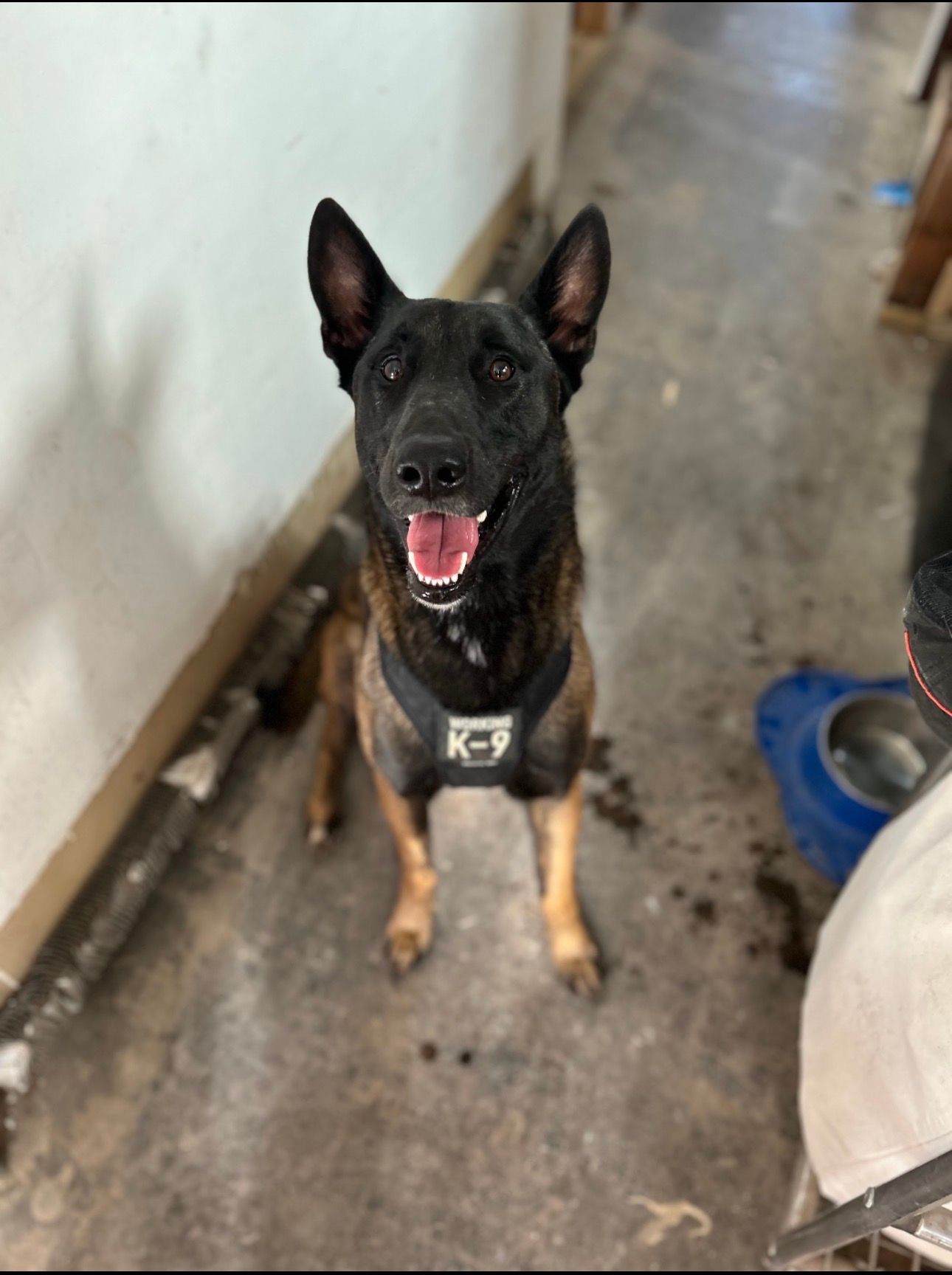 Black-and-tan dog wearing a harness sits on a narrow concrete walkway, panting with ears up.
