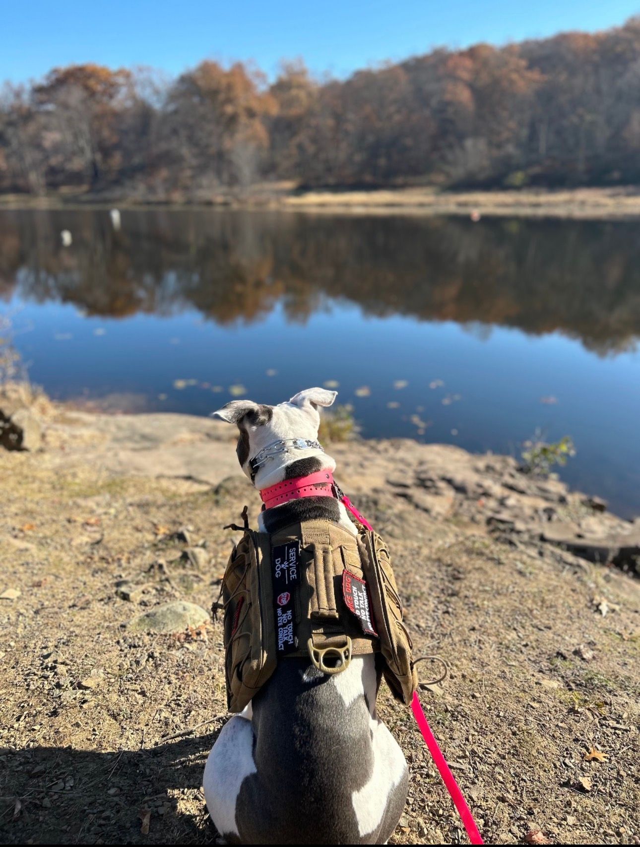 Dog in a pink harness sits by a calm lake, facing the water with autumn trees reflected nearby.
